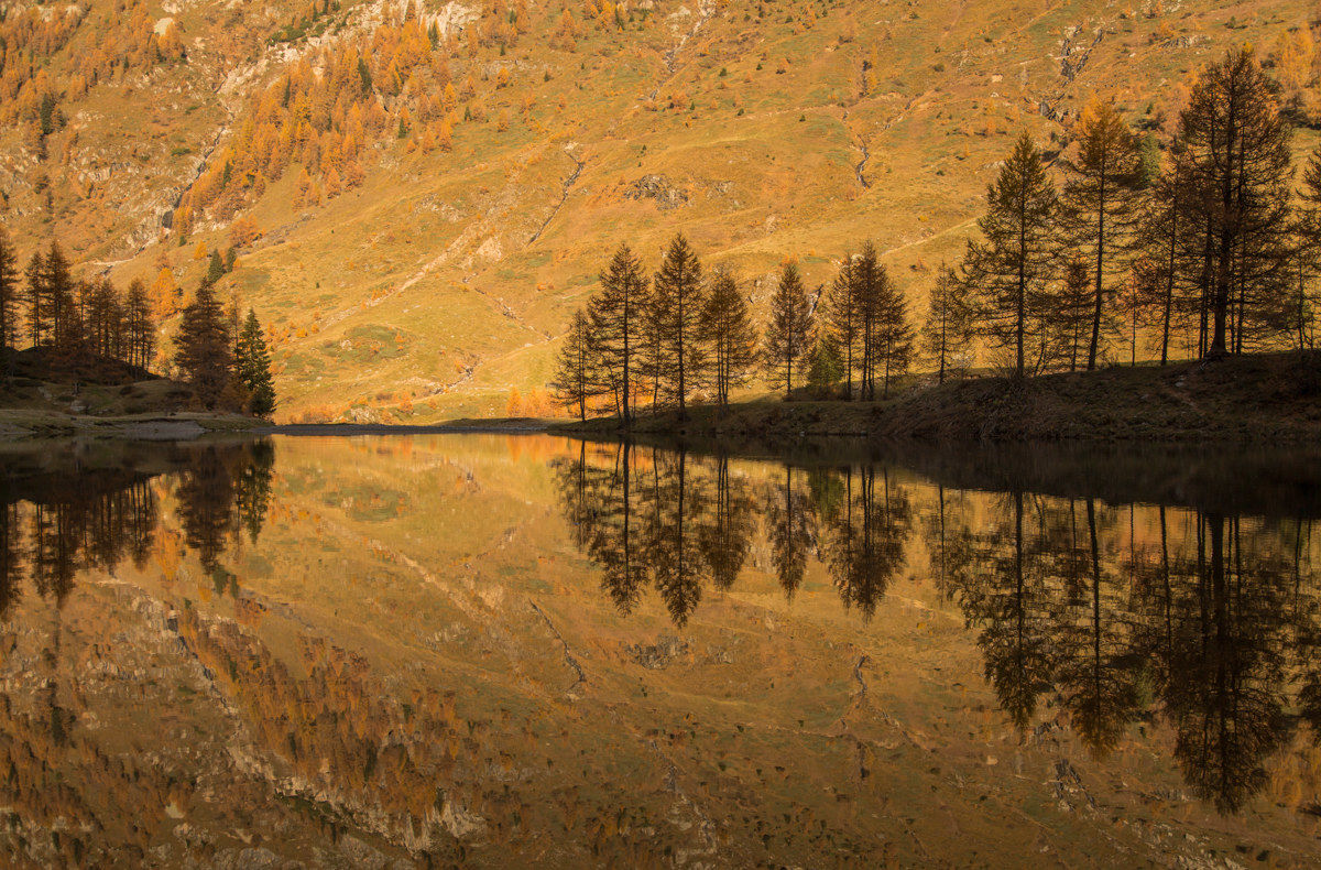 larici fra luci ed ombre