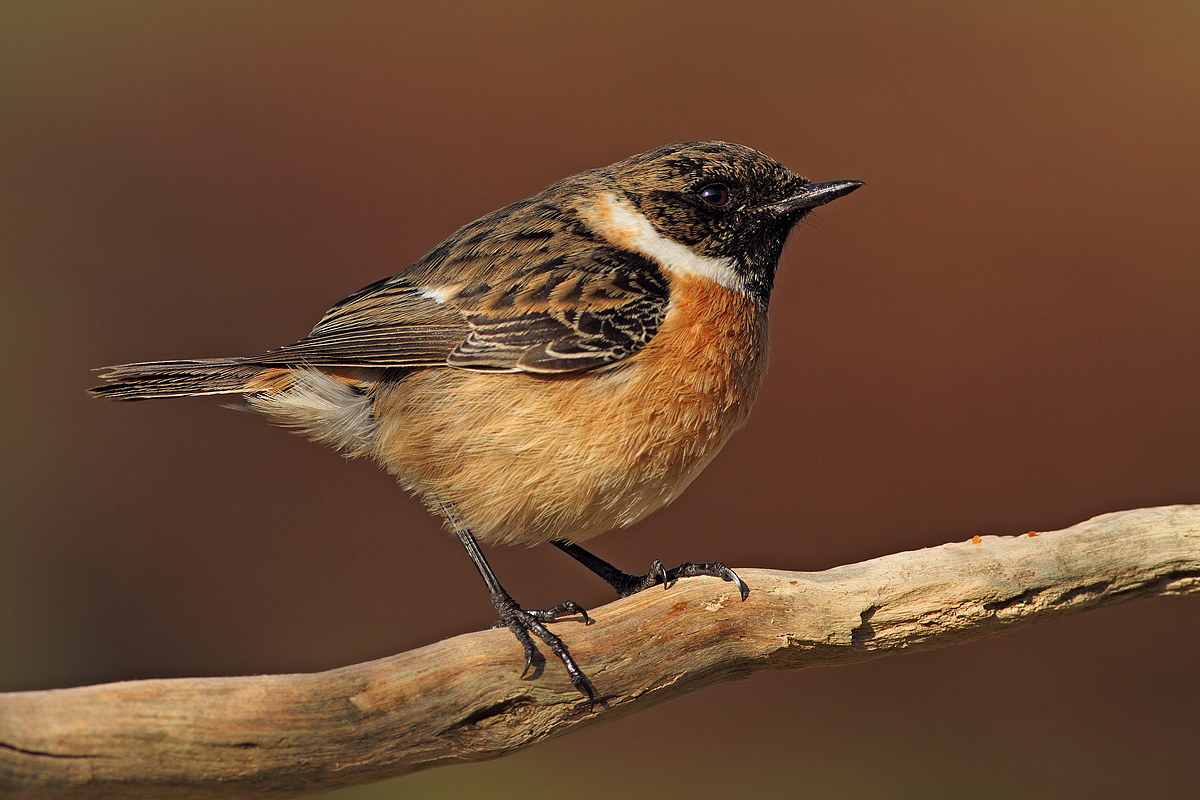 stonechat