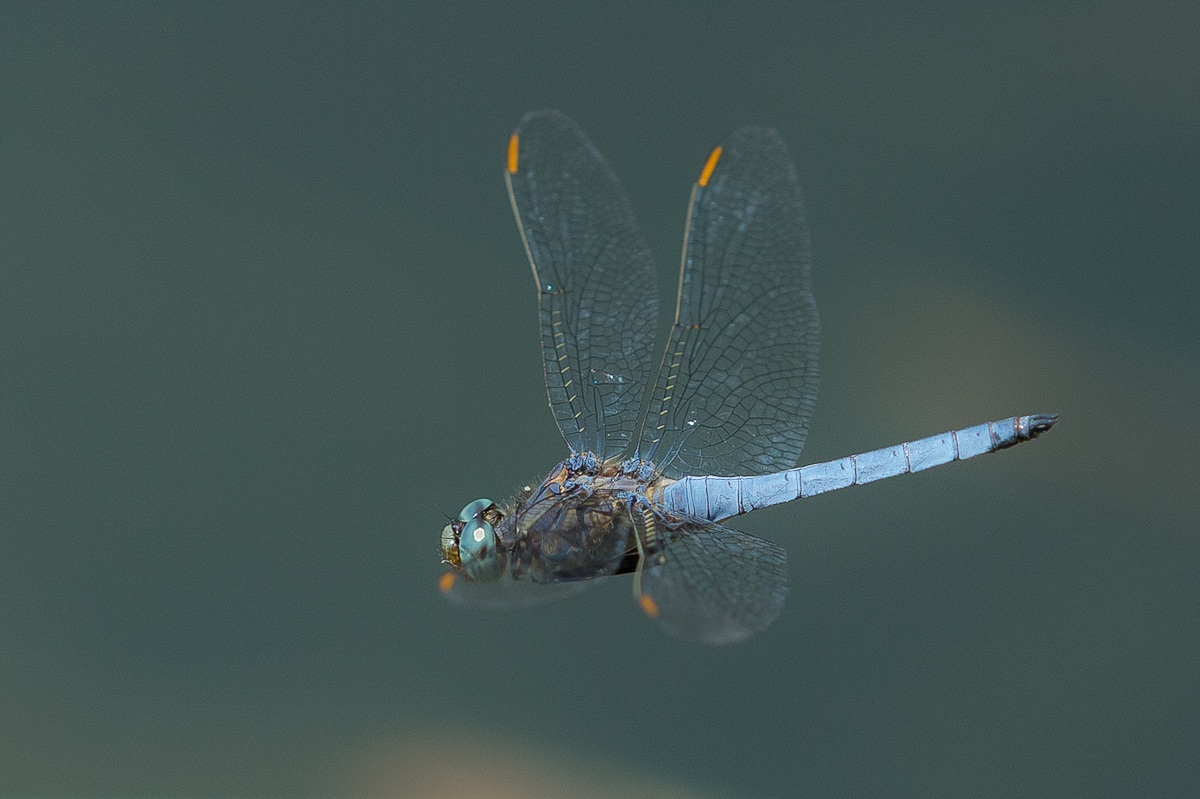 Orthetrum brunneum
