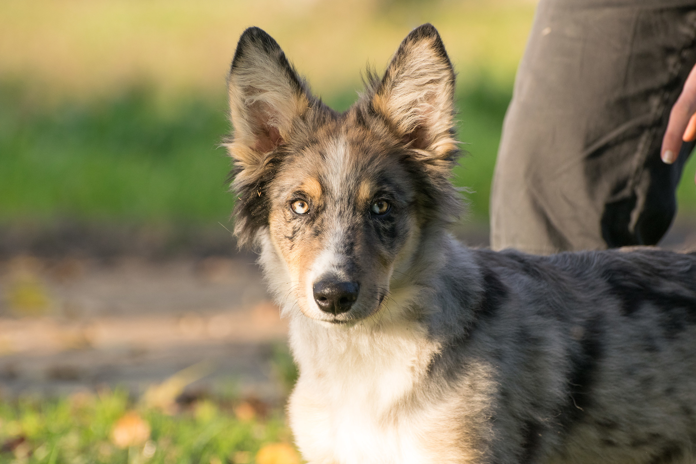 Simba four months :)