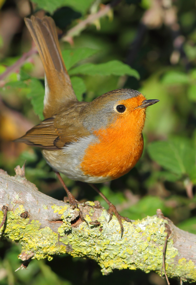 Robin