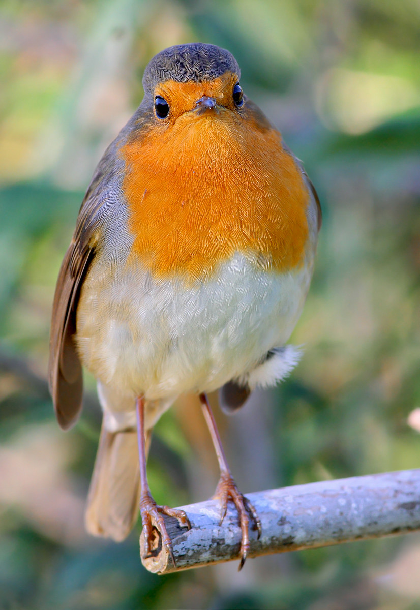 Robin