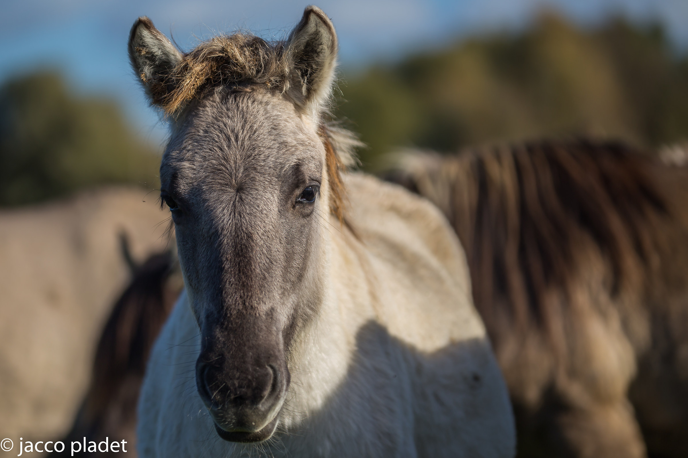 wild horse very close