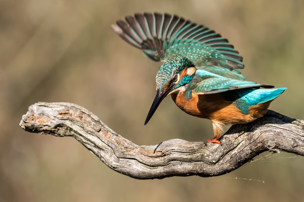 Kingfisher