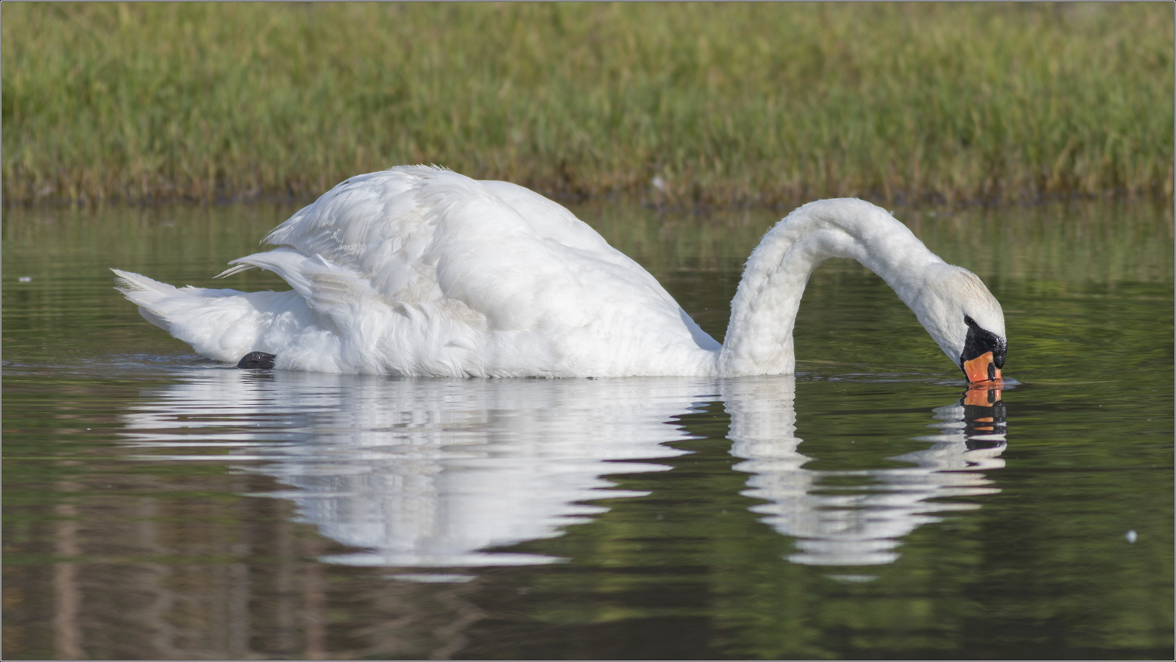 swan reflection