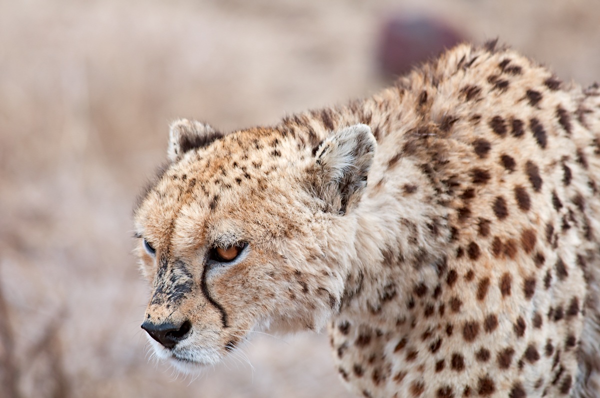Cheetah