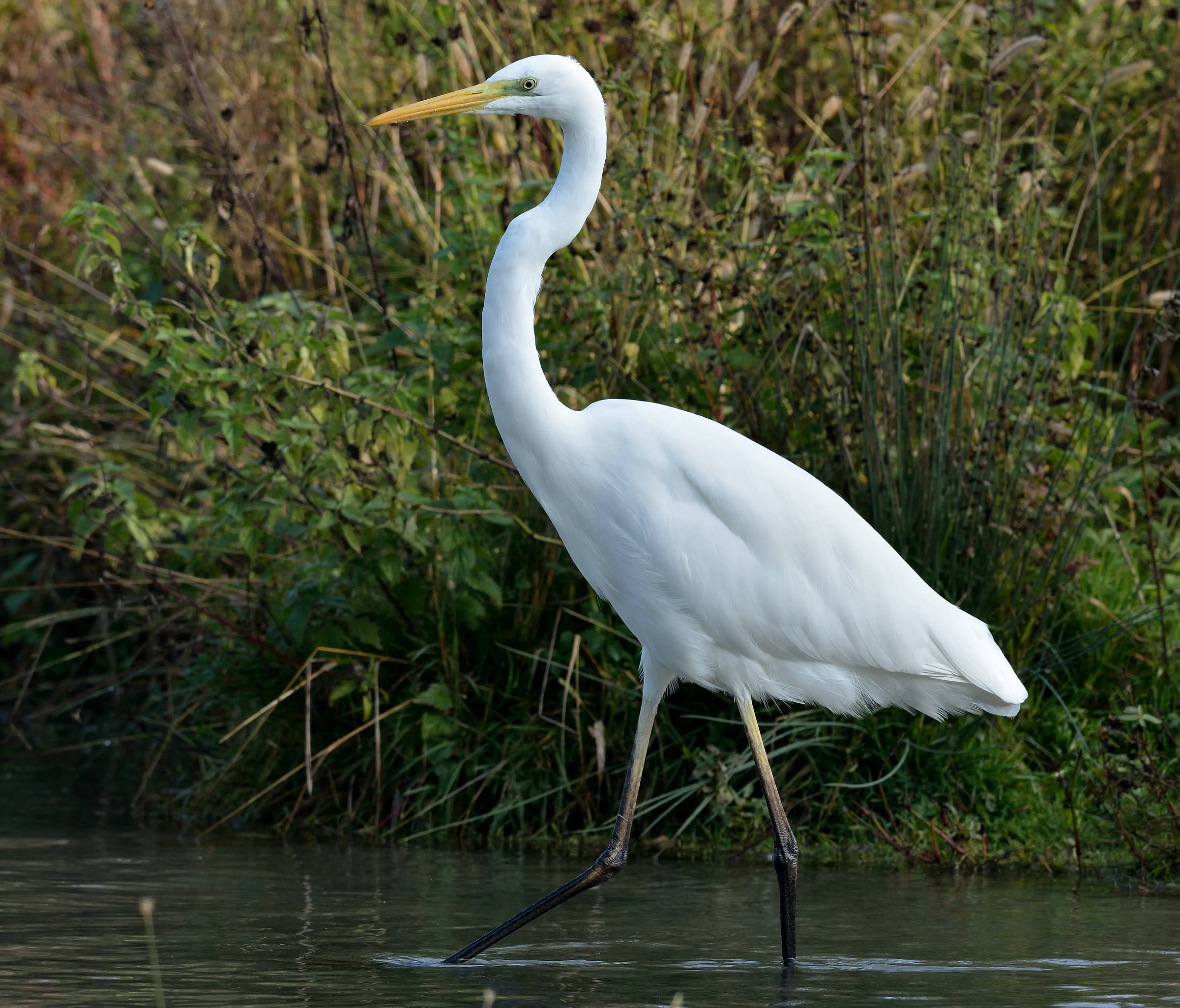 centro cicogne e anatidi racconigi