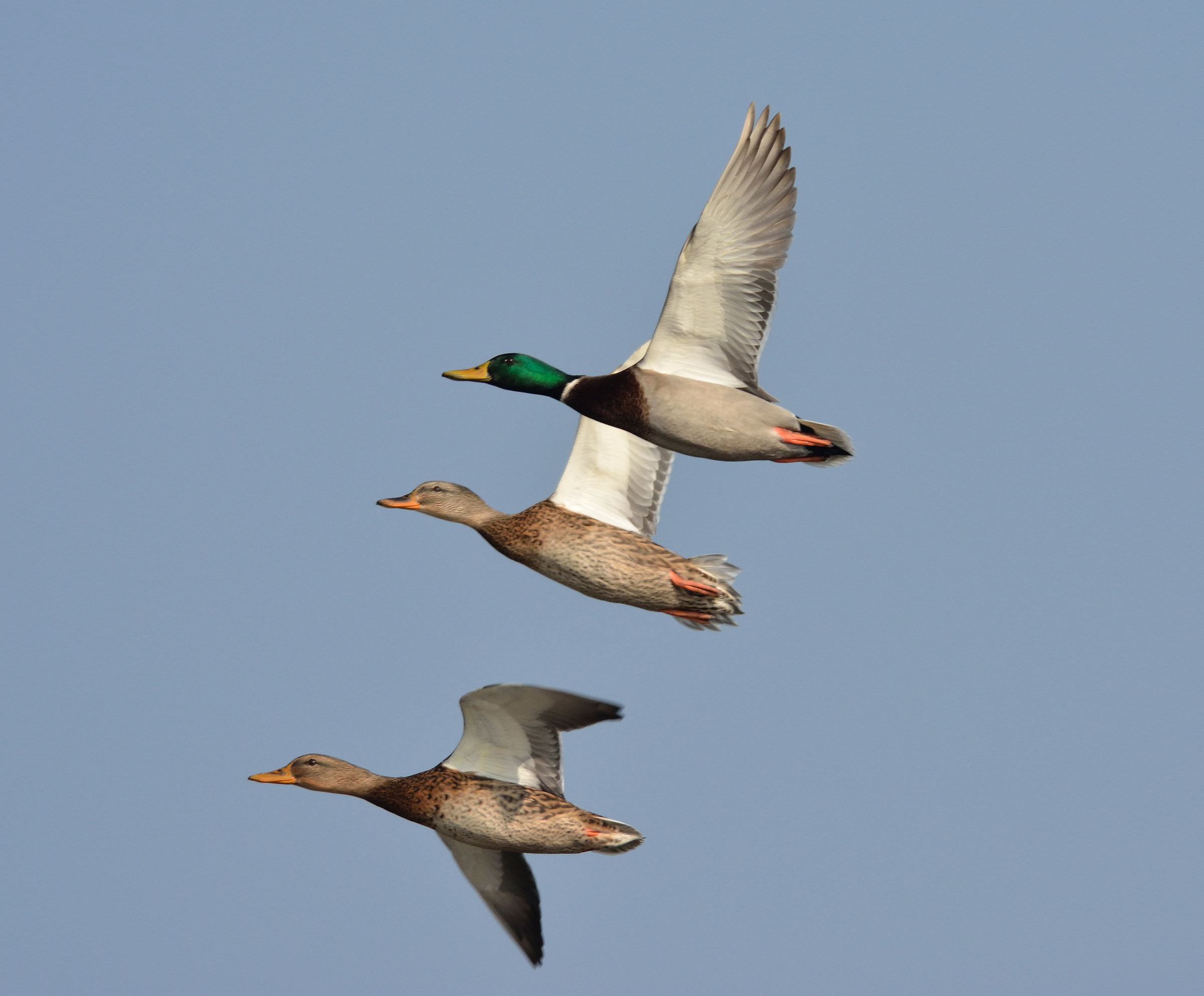 centro cicogne e anatidi racconigi