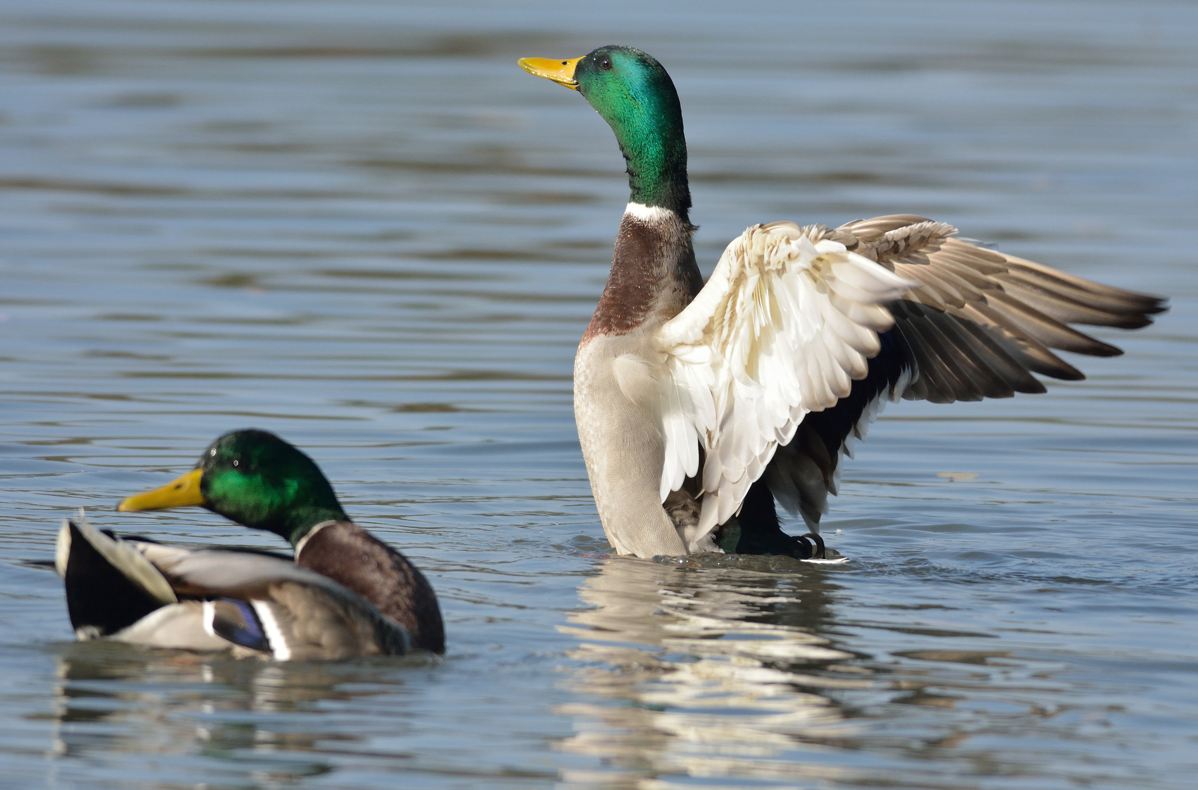 centro cicogne e anatidi racconigi
