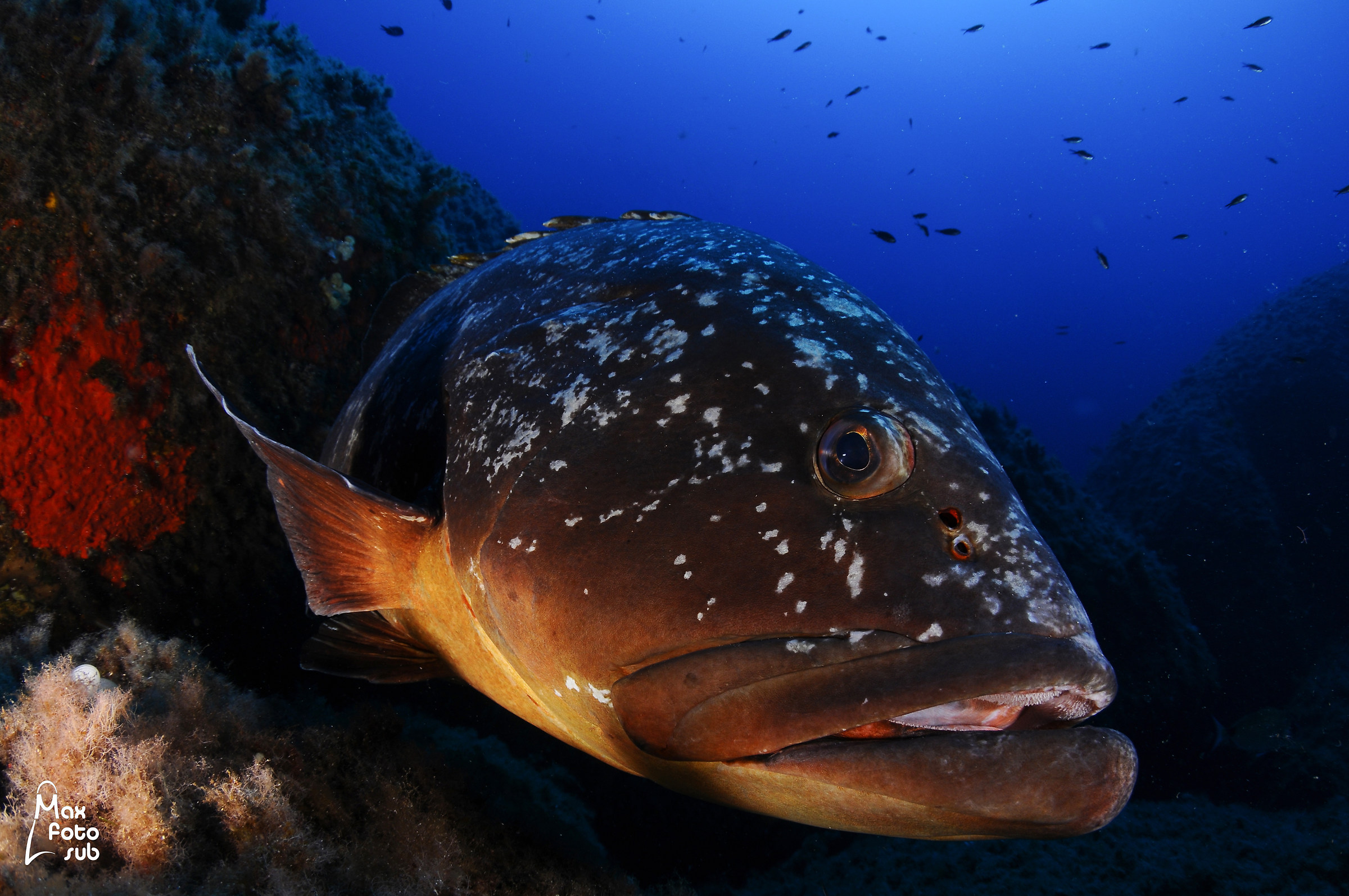 Grouper 1st Classified theme fish SLR
