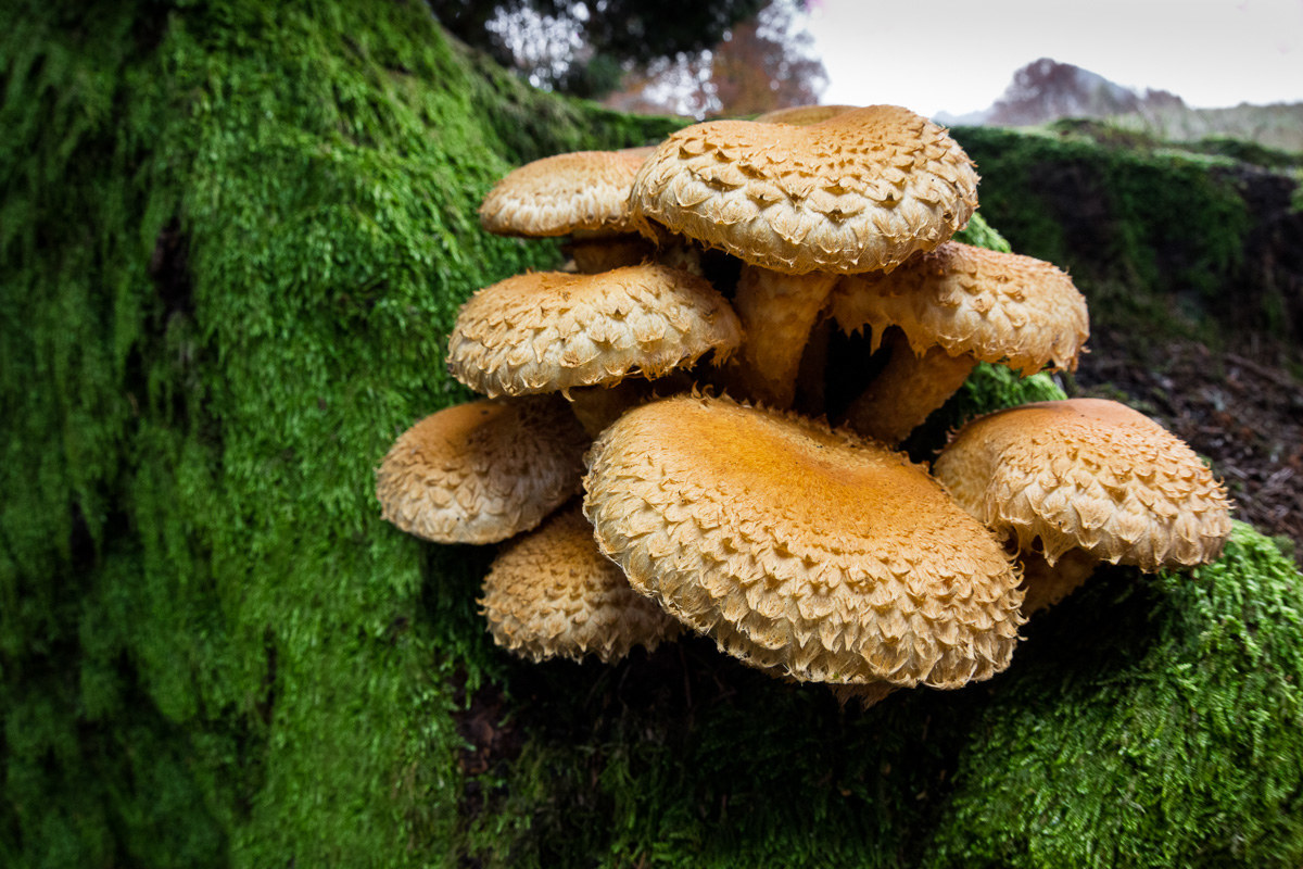 Autunno, stagione di funghi - Pholiota squarrosa