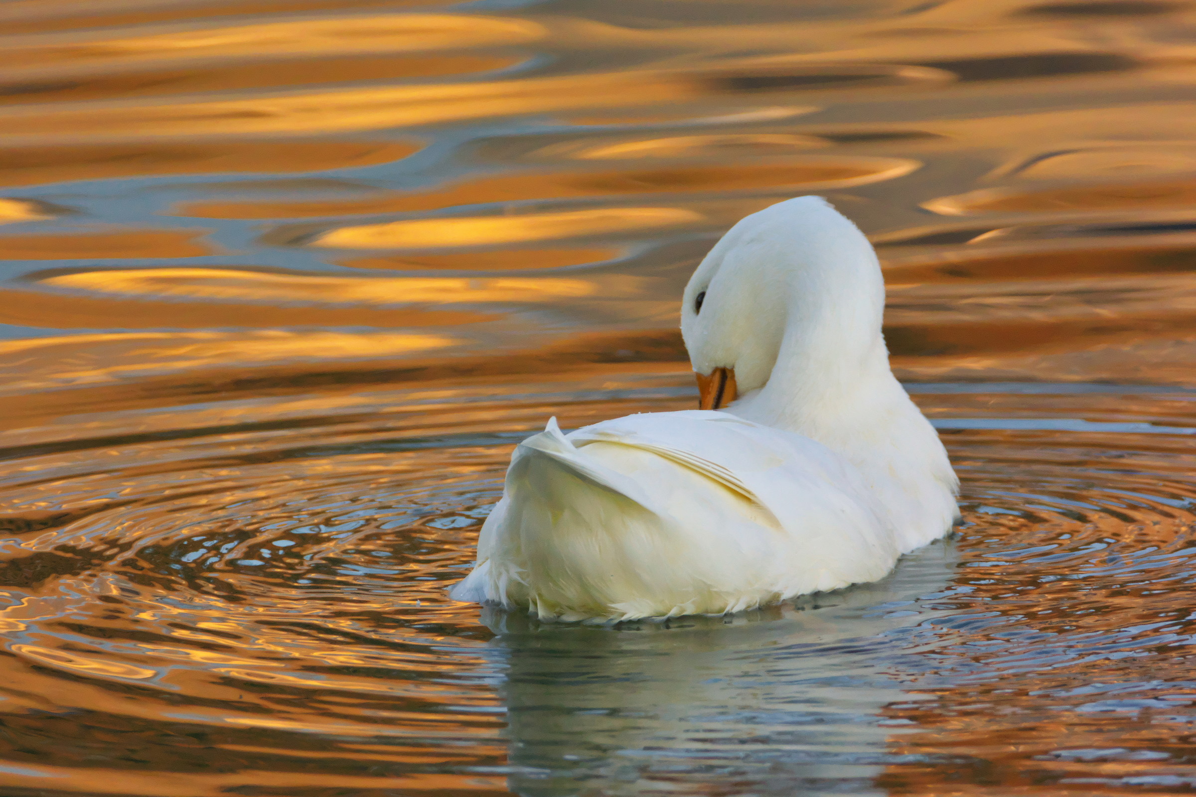 Duck at sunset