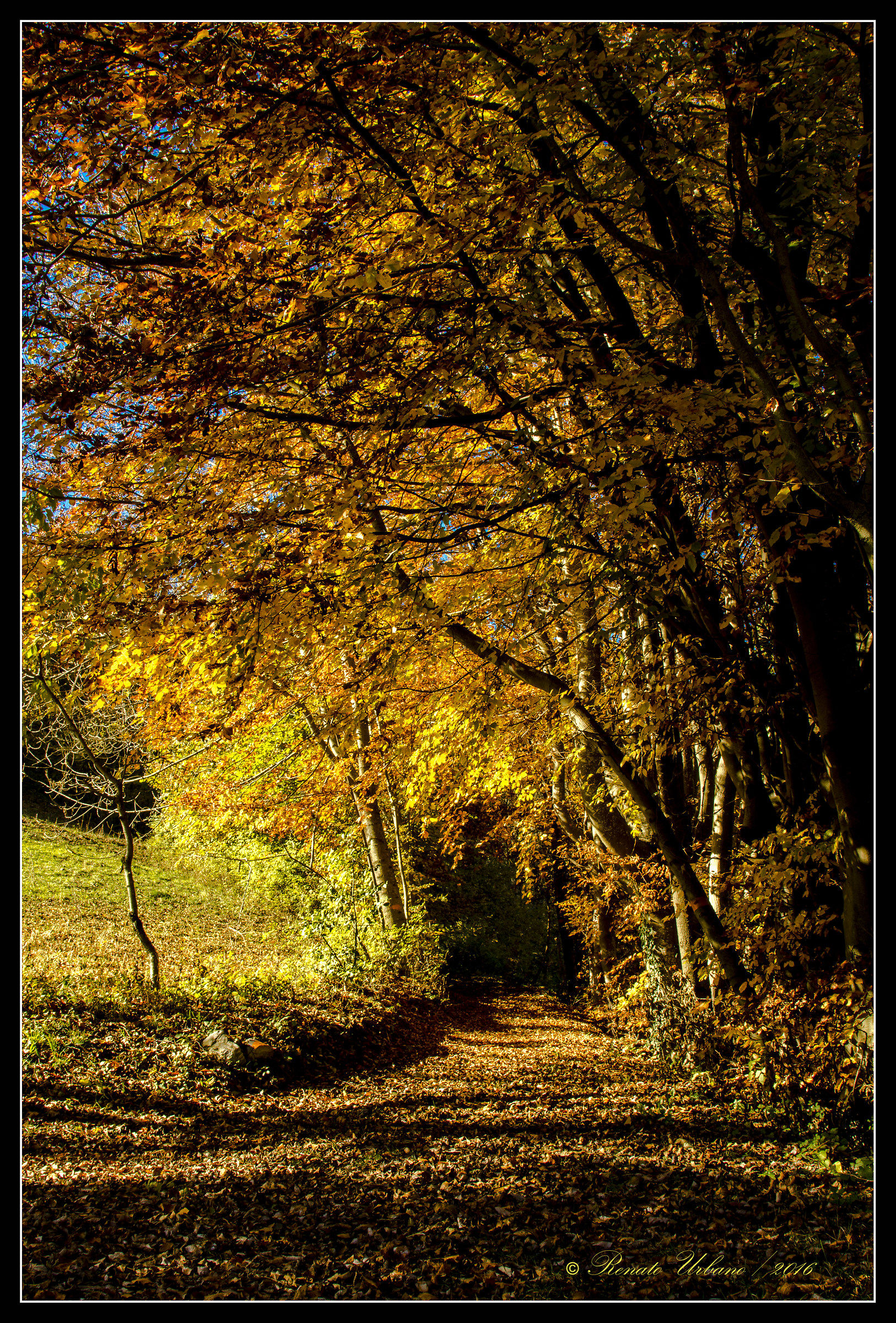 carpet of leaves