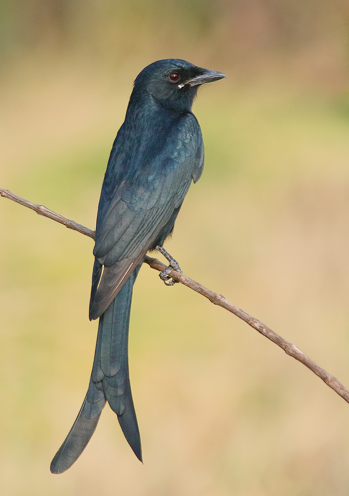Black Drongo