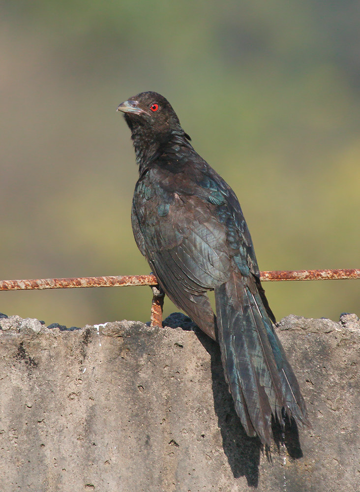 Asian Koel,male.