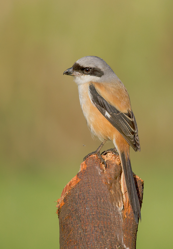 Long Tailed Shrike.
