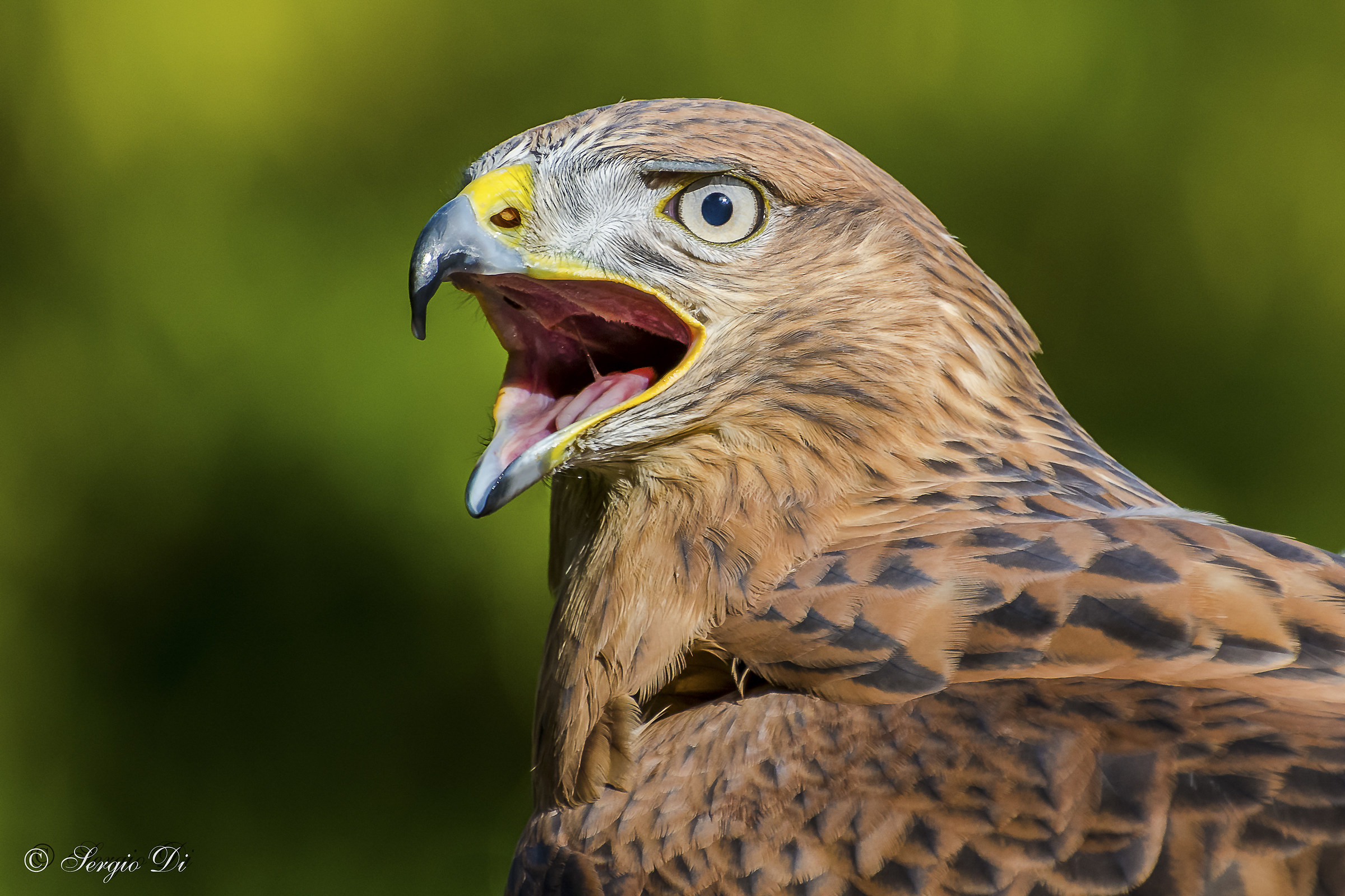 White-tailed buzzard