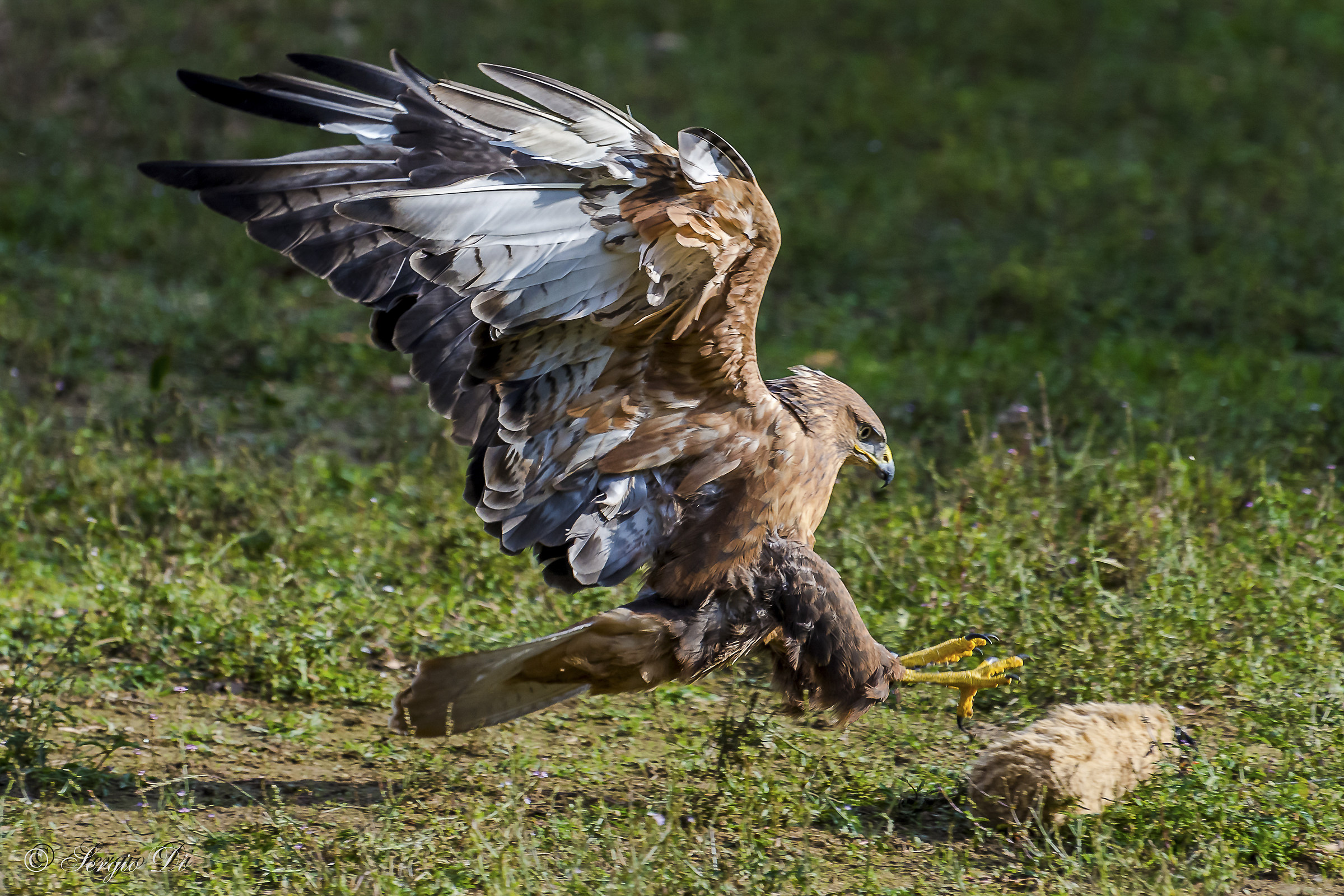 White-tailed buzzard