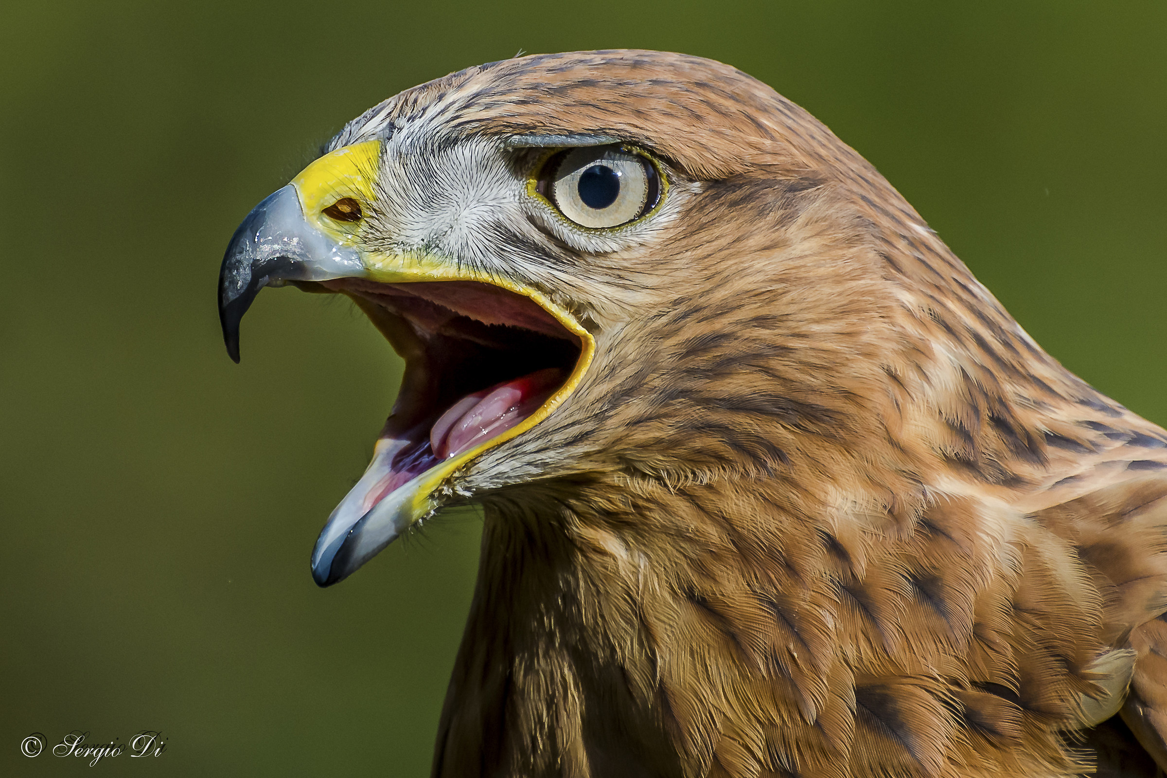 White-tailed buzzard