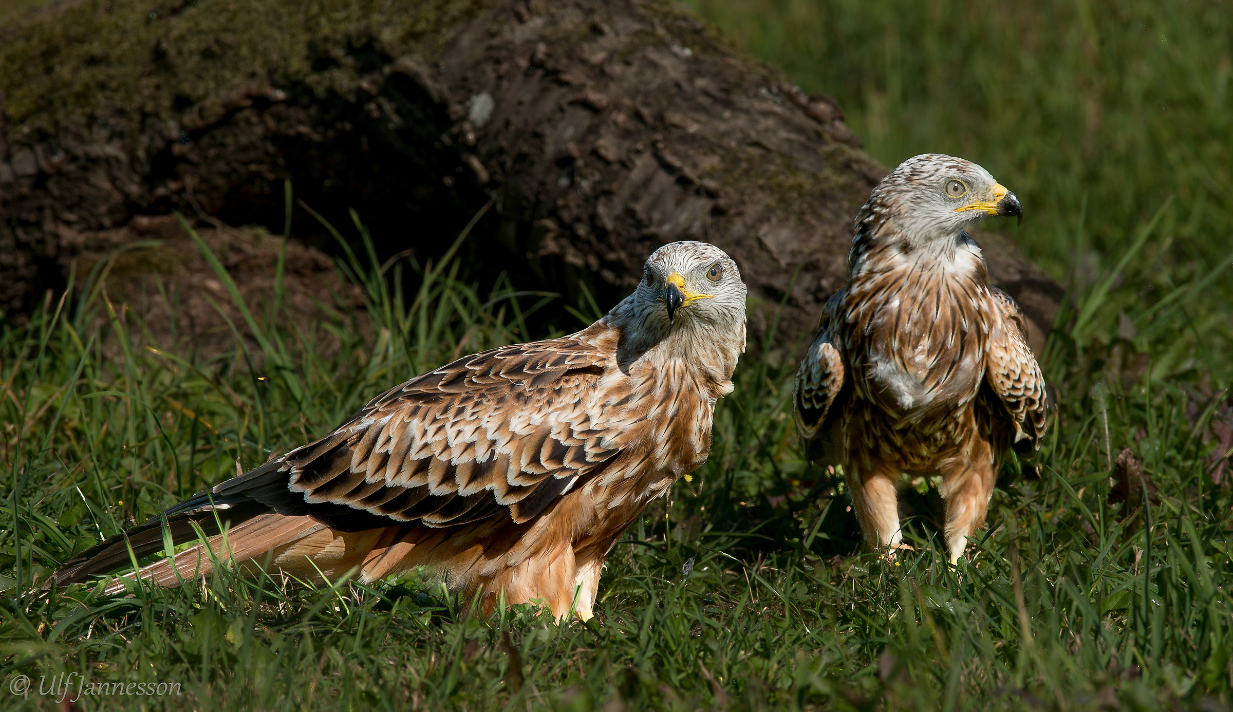 Red Kites friends