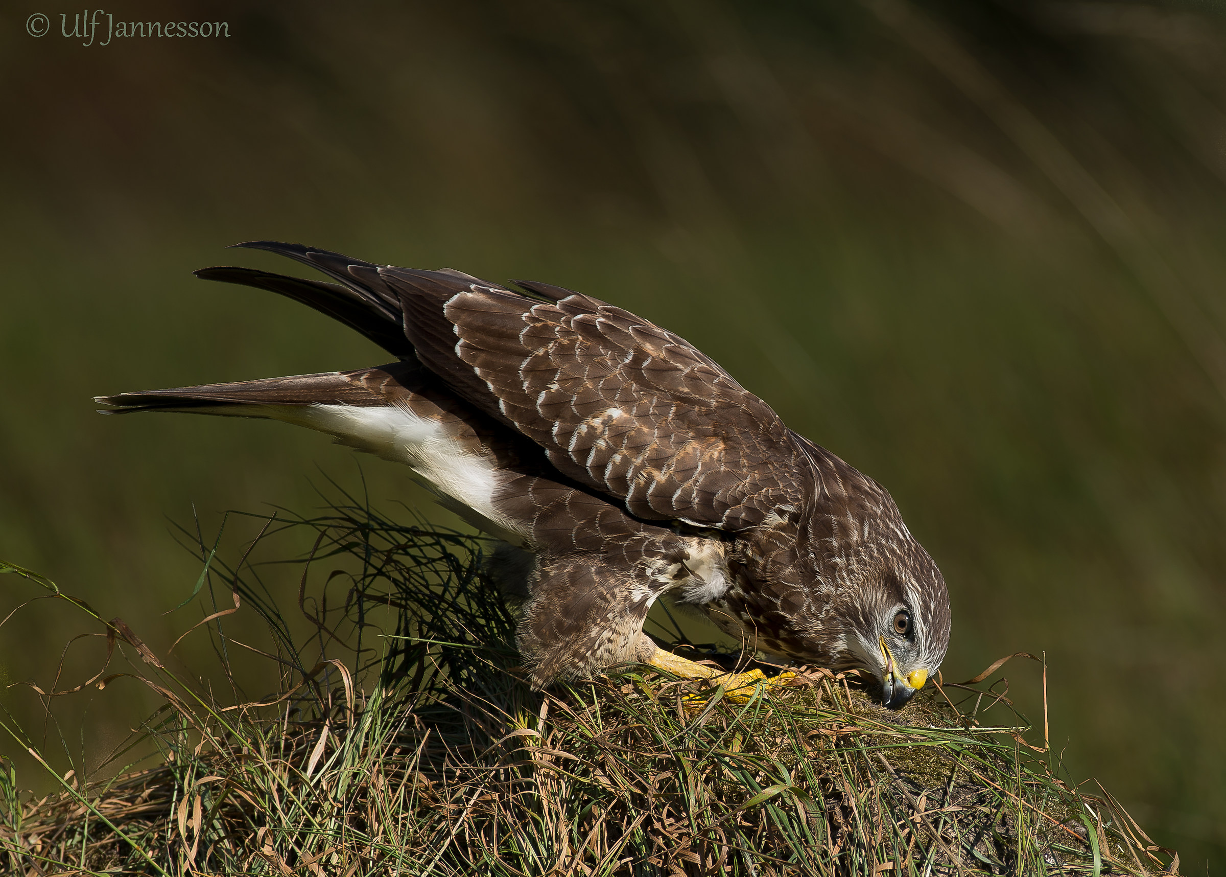 Buzzard - Ahhhhh  what good to scratch