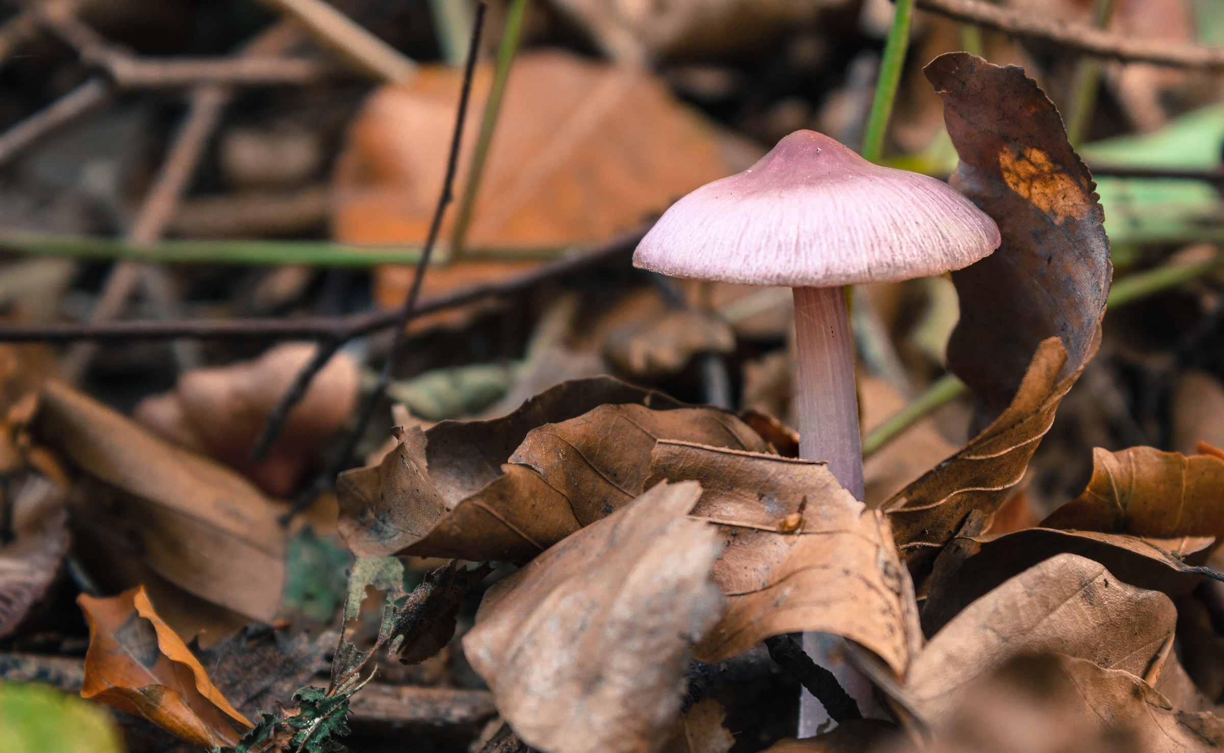 Autunno in Stokewood