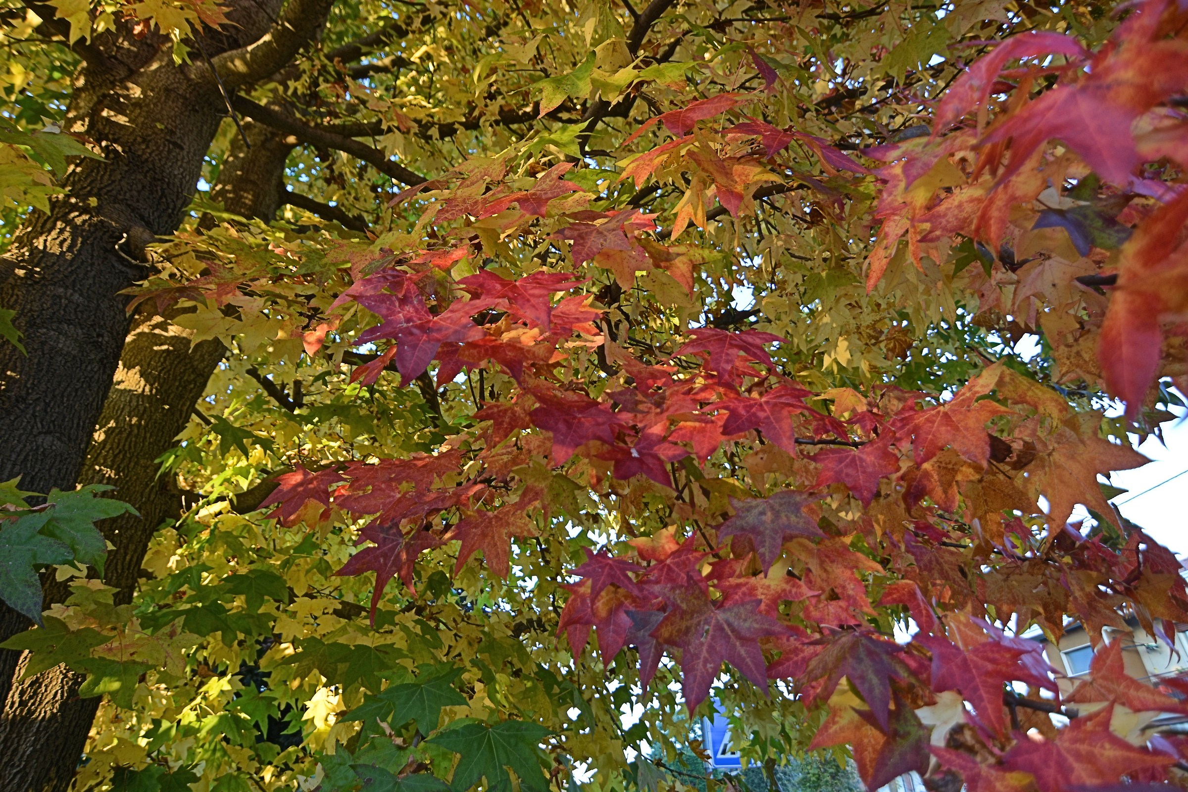 Fall ... and it shows