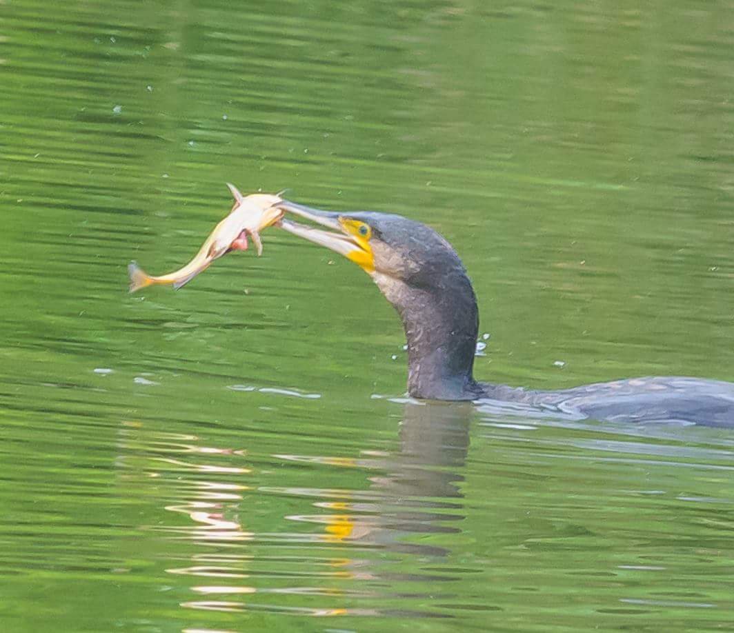 Cormorano con pesce gatto
