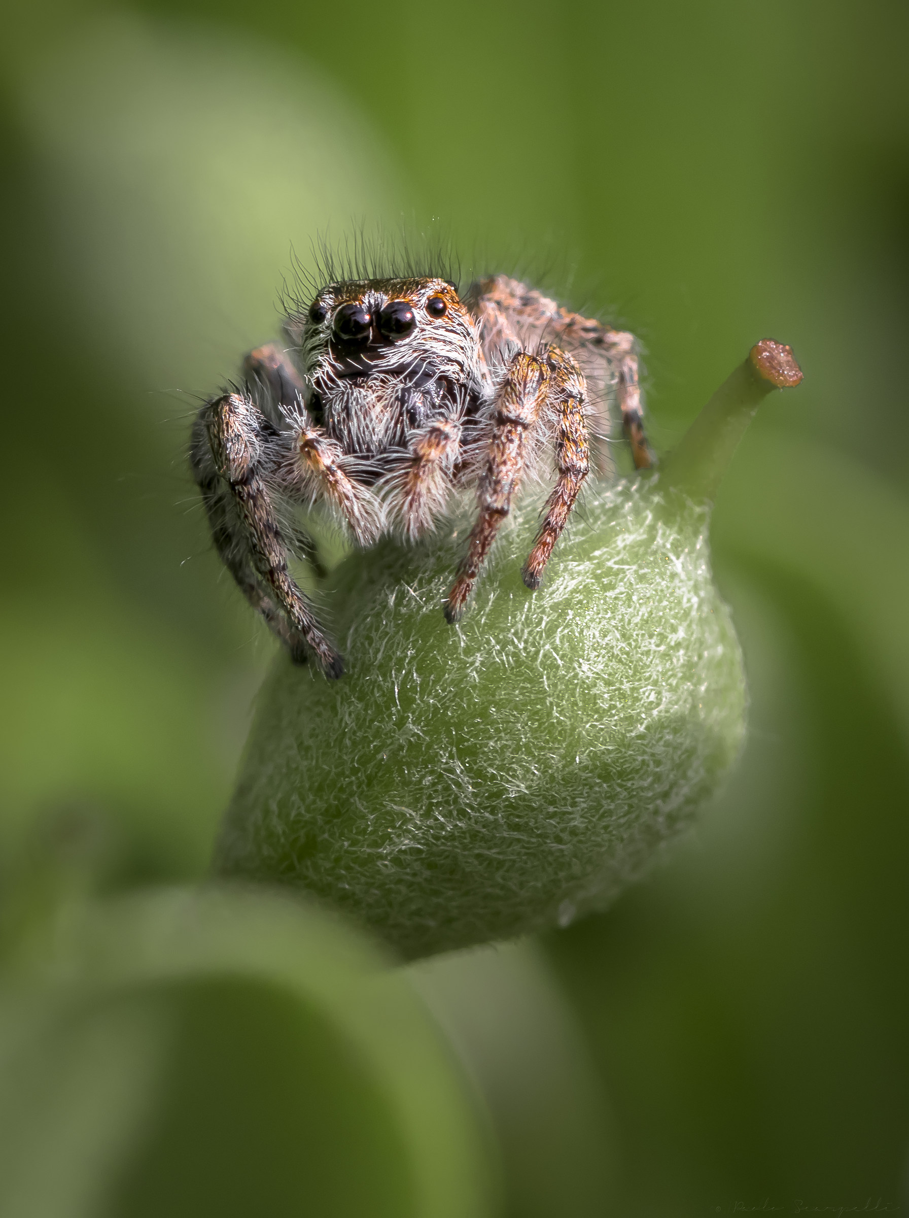 Philaeus chrysops girl