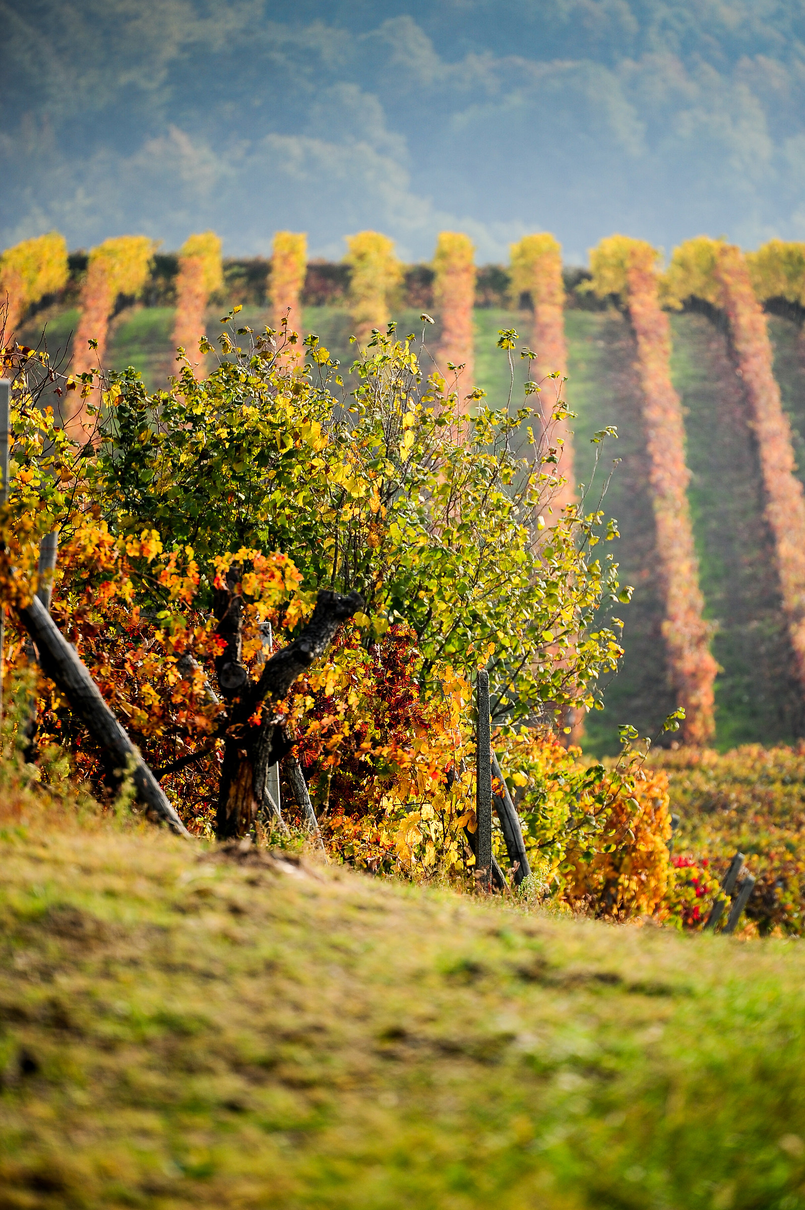 Autunno nel Monferrato