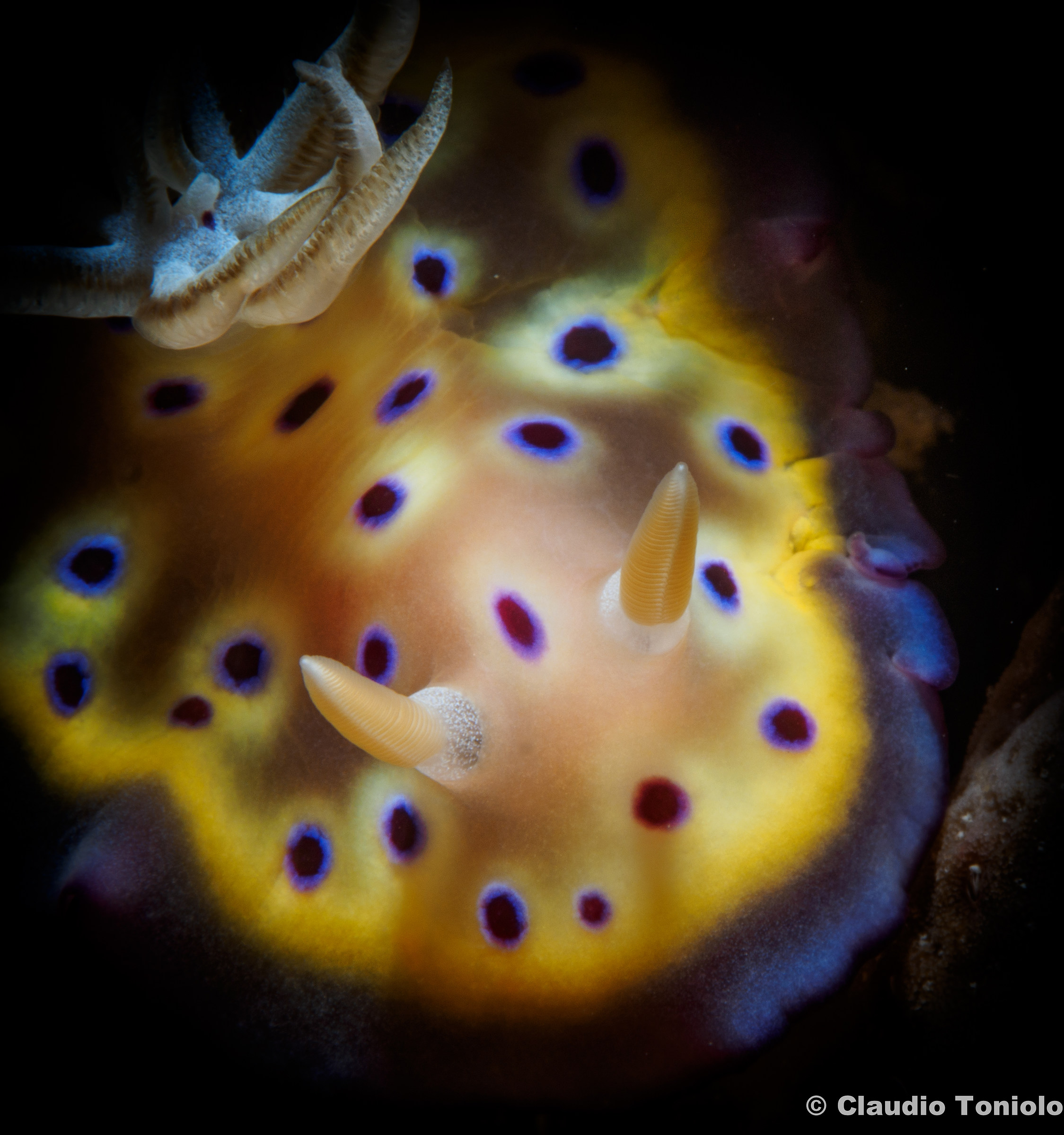 Goniobranchus Kuniei