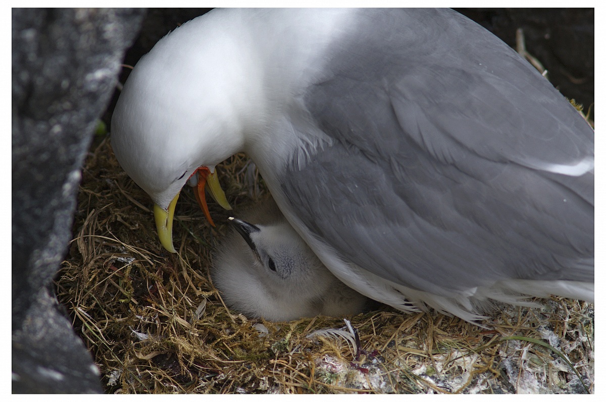 Svezzamento a picco sul mare