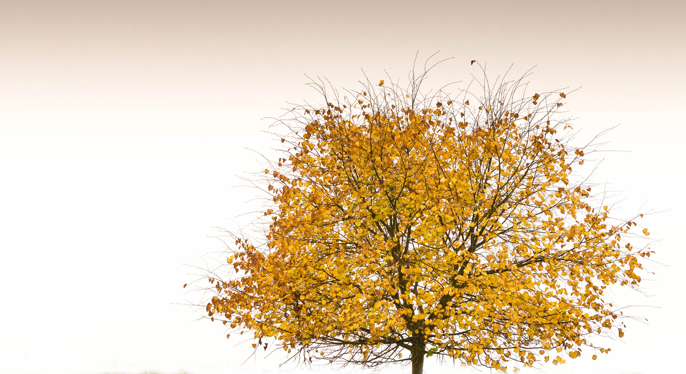 Agitando ramoscelli, listellato in oro