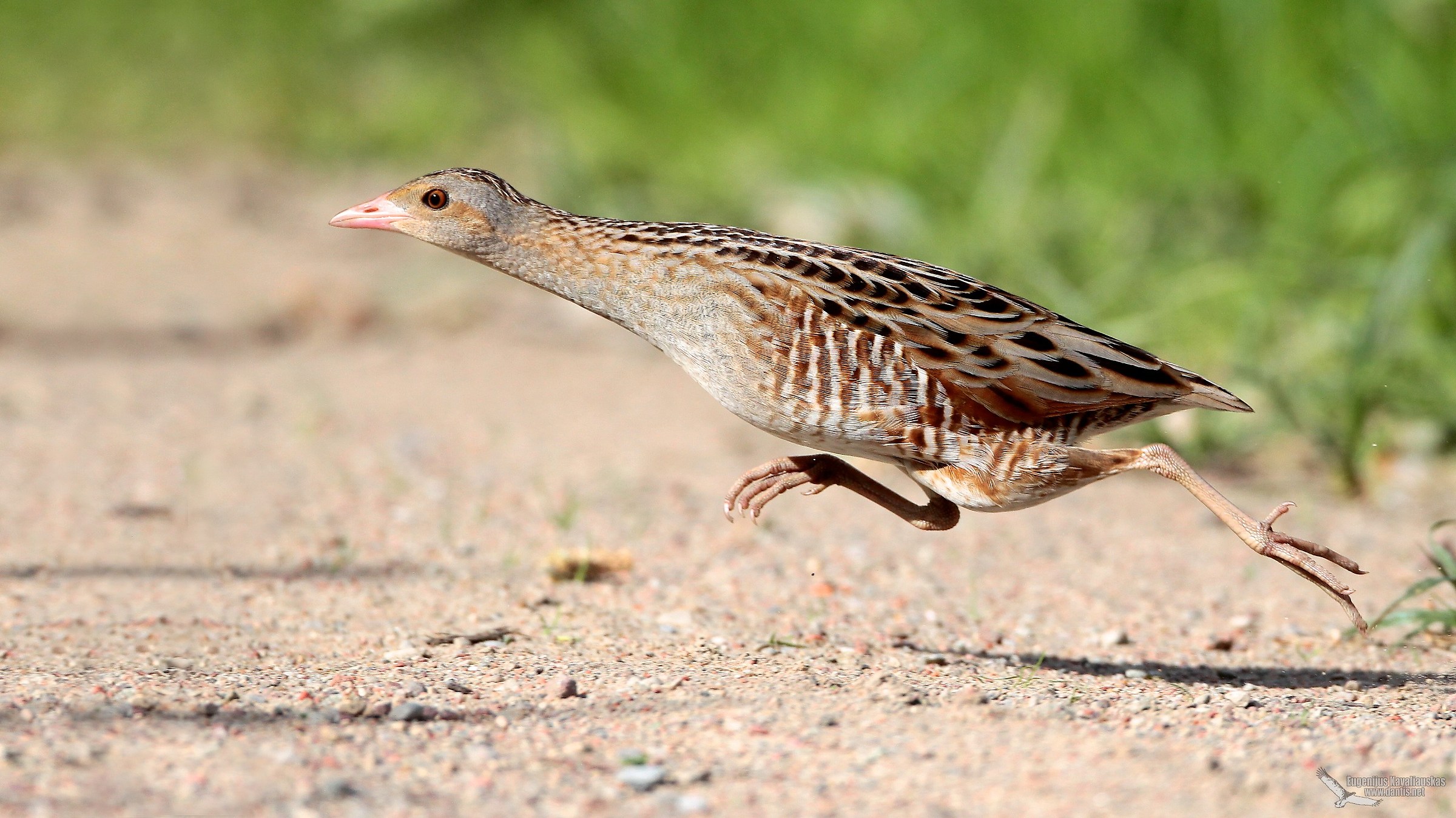 Corncrake (Crex crex)