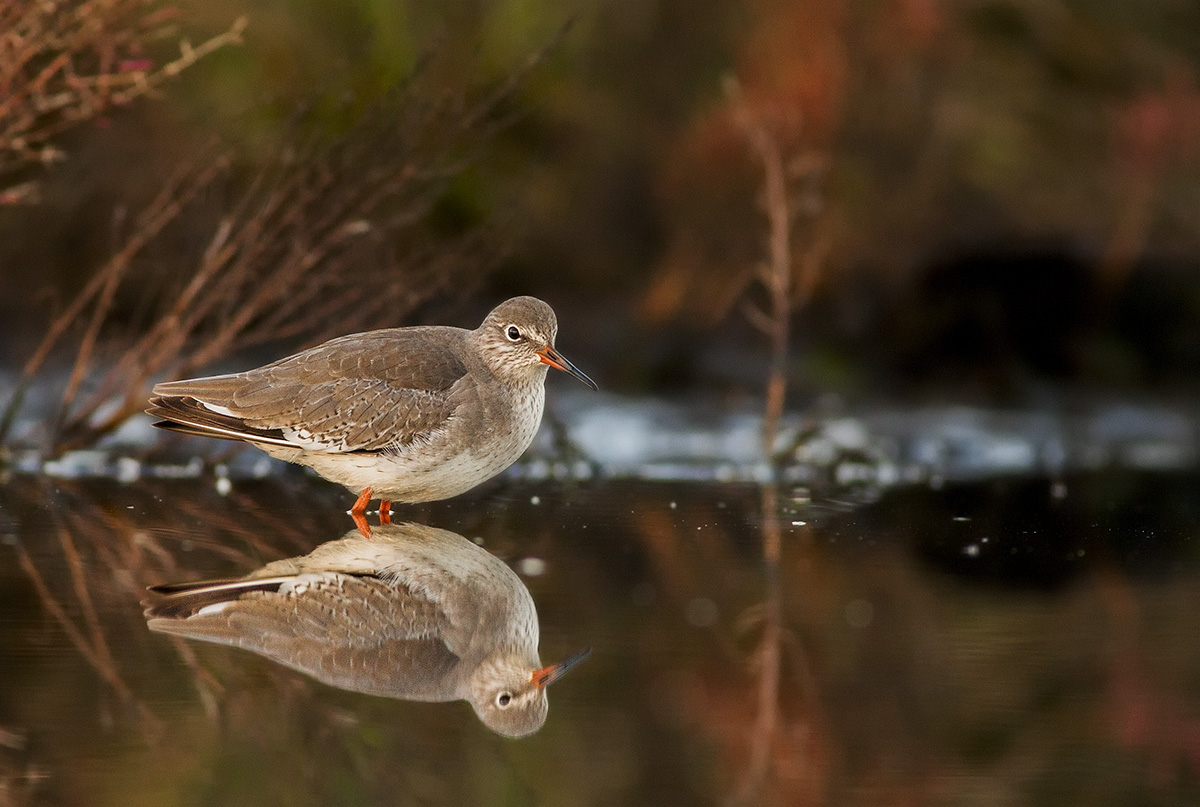 Redshank in the mirror