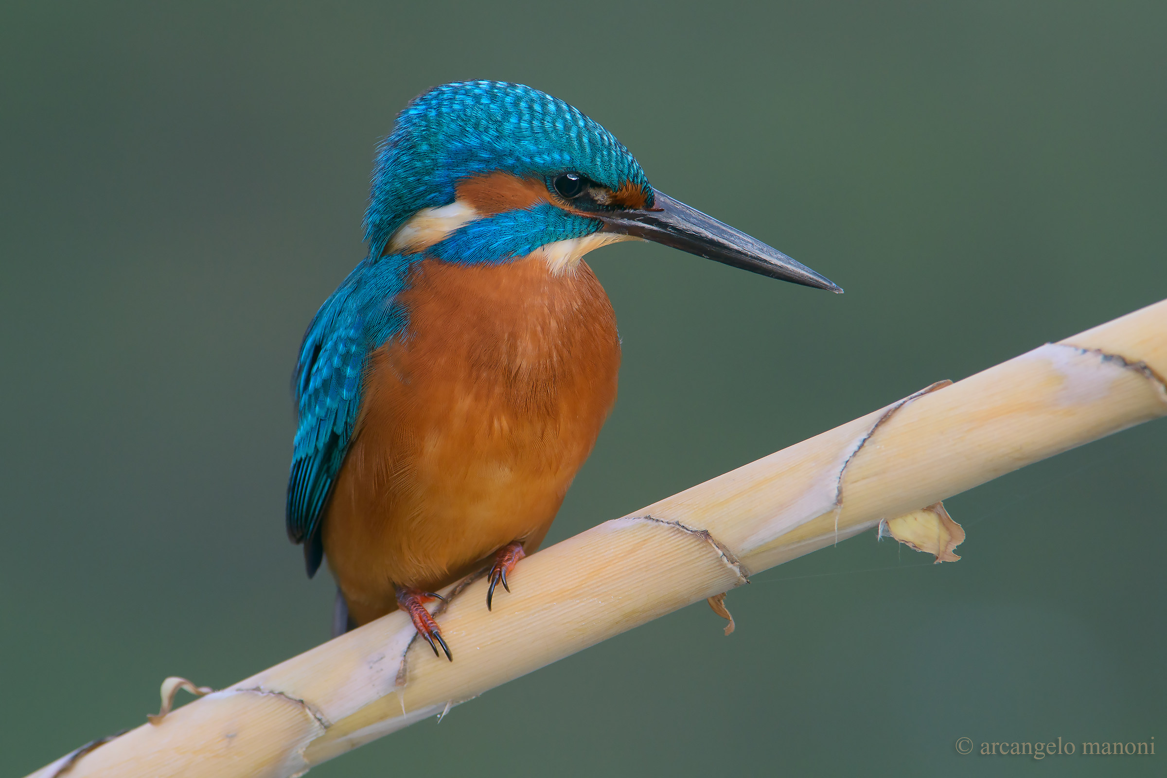 Meravigliosa creatura....