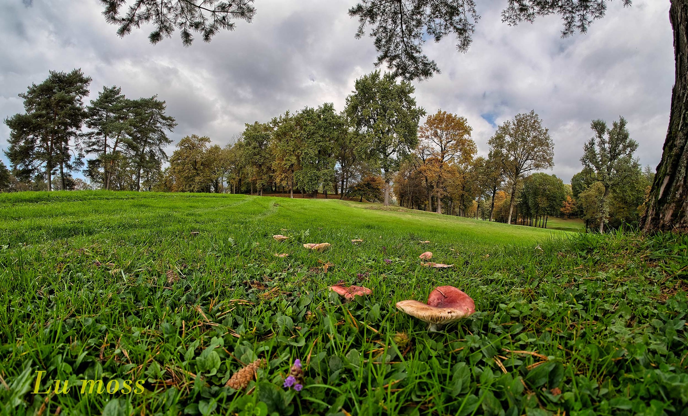Autunno visto dal basso.