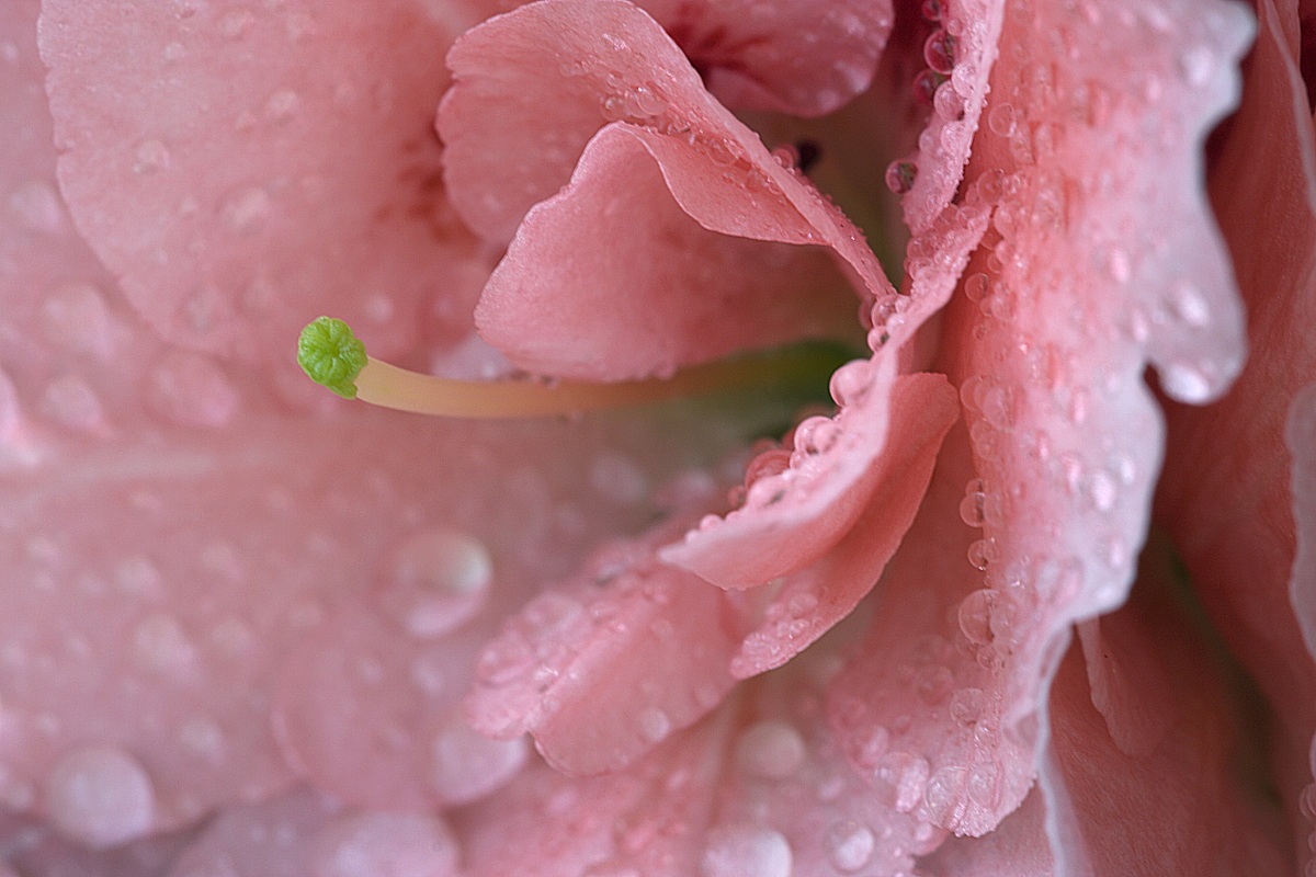 Azalea refreshed ...