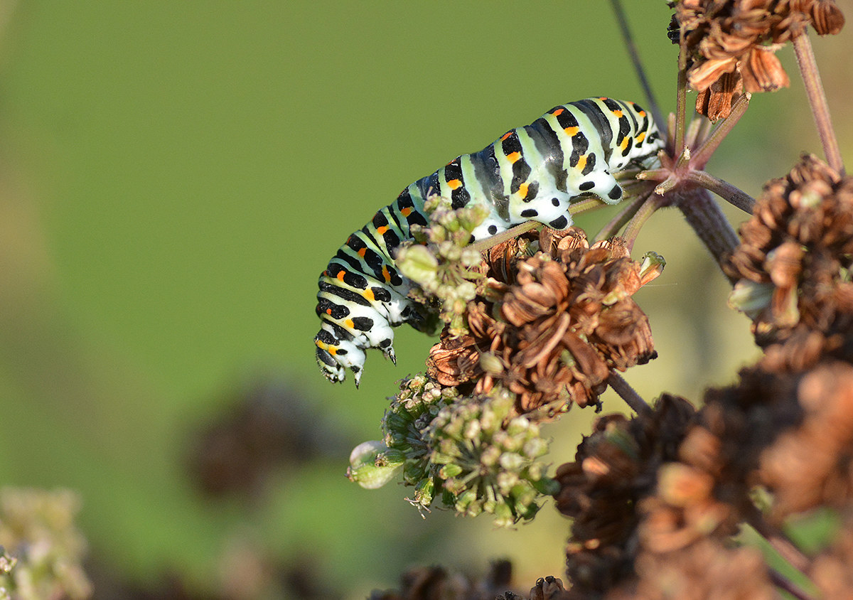 bruco papilio machaon sul sedano dei prati