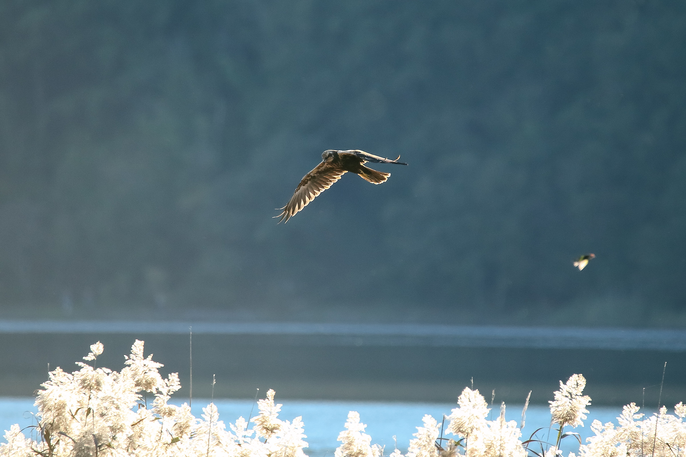 Hunting in Backlight (This Time I Escaped ...)