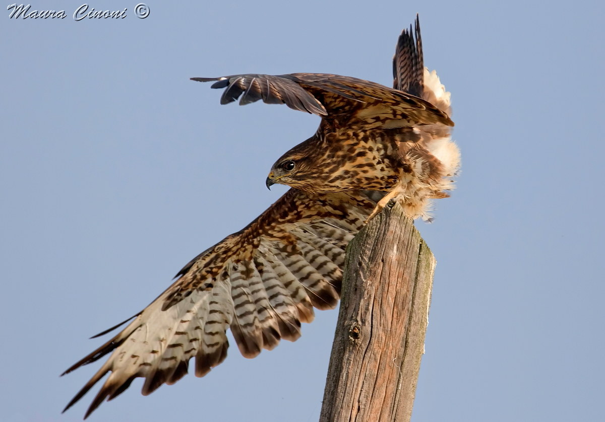 Buzzard in paddy field