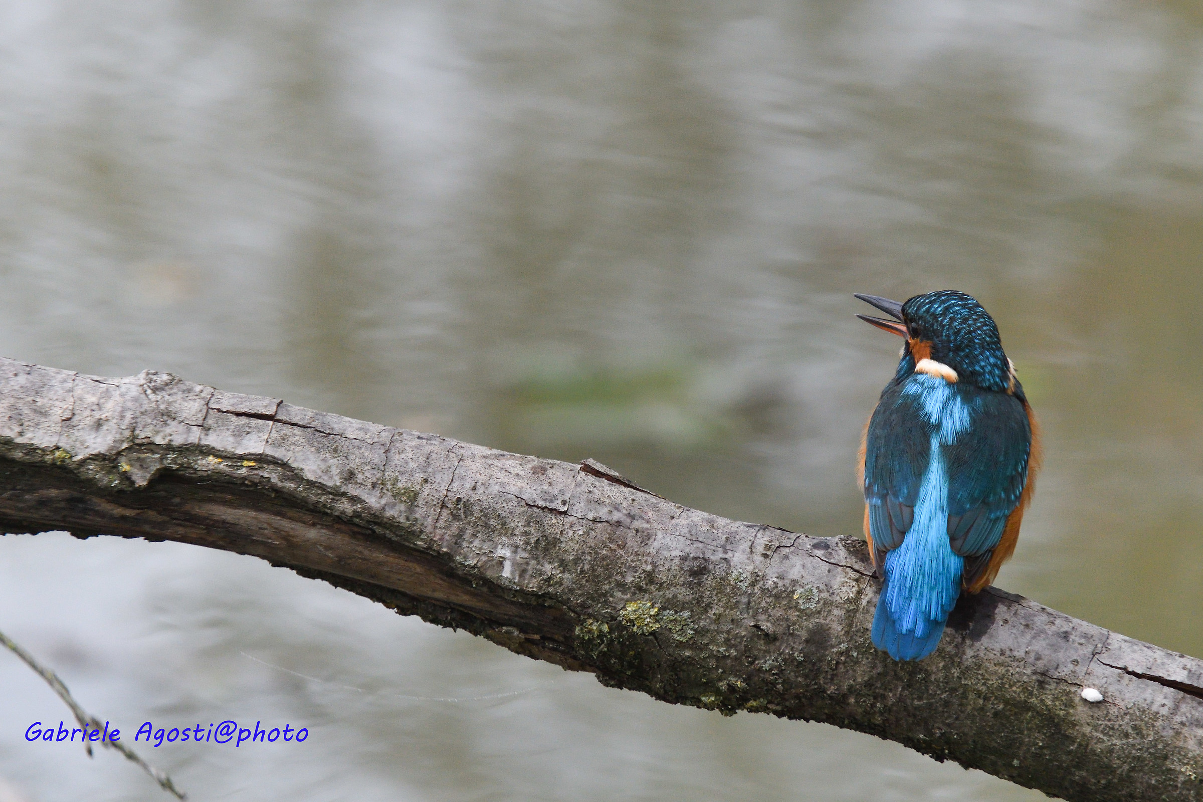 Il mio primo Martino...