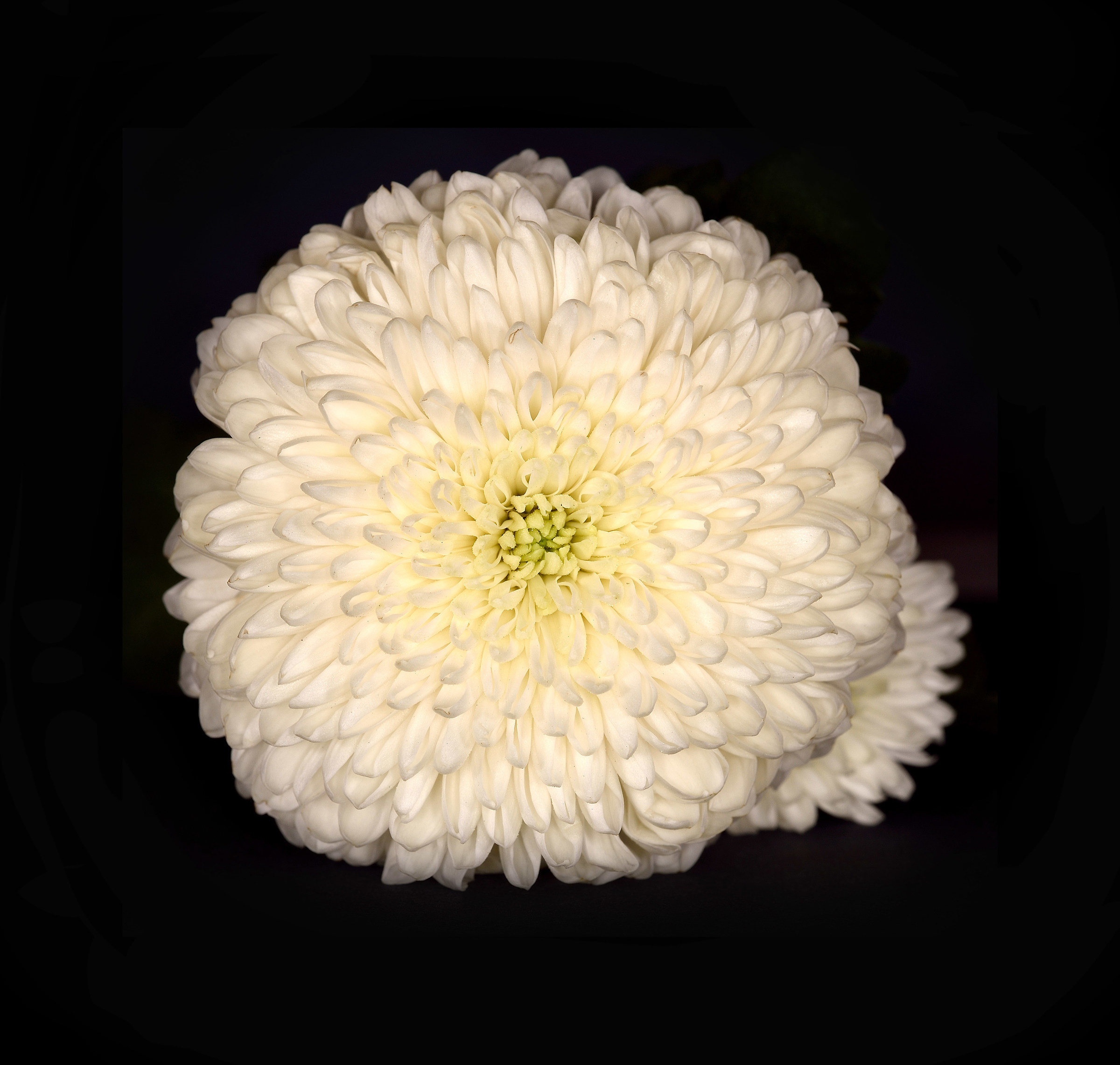 Chrysanthemum white