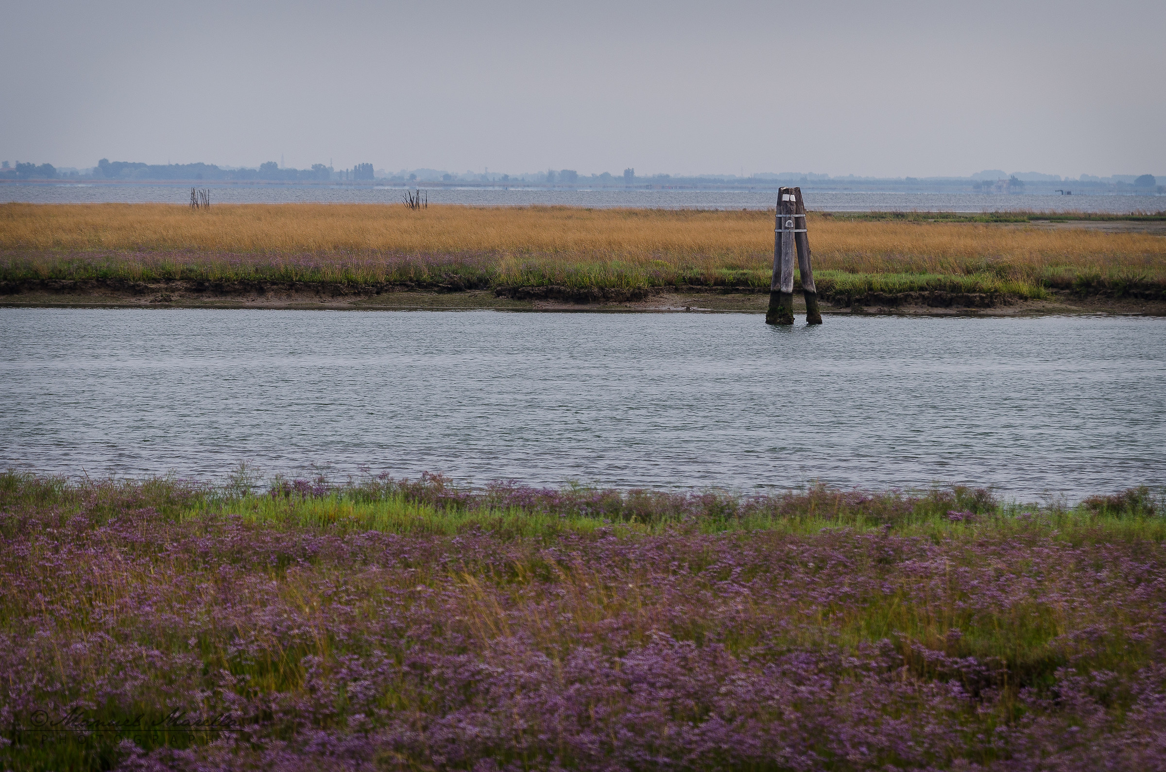 Between purple and yellow