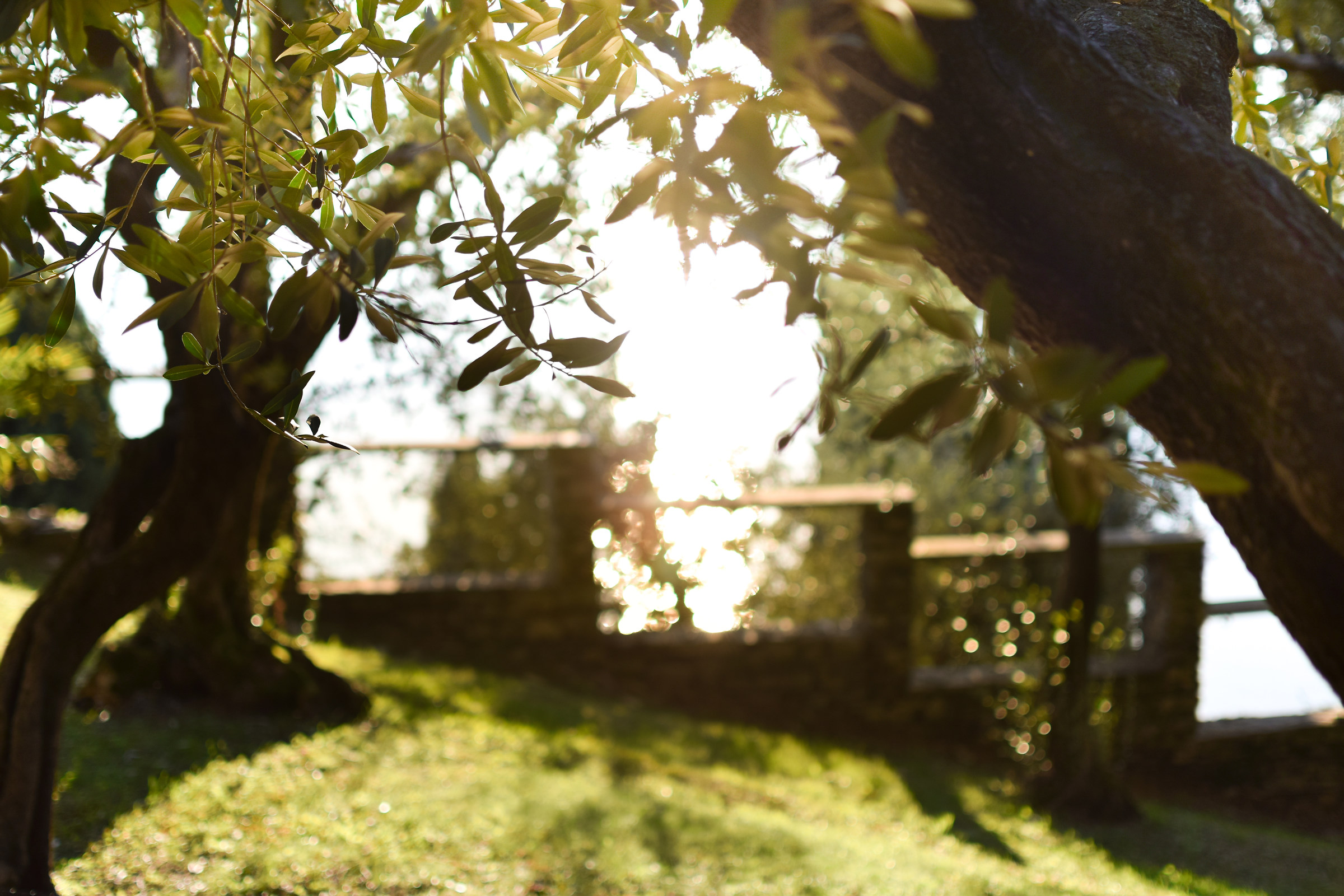 Light among the olive trees