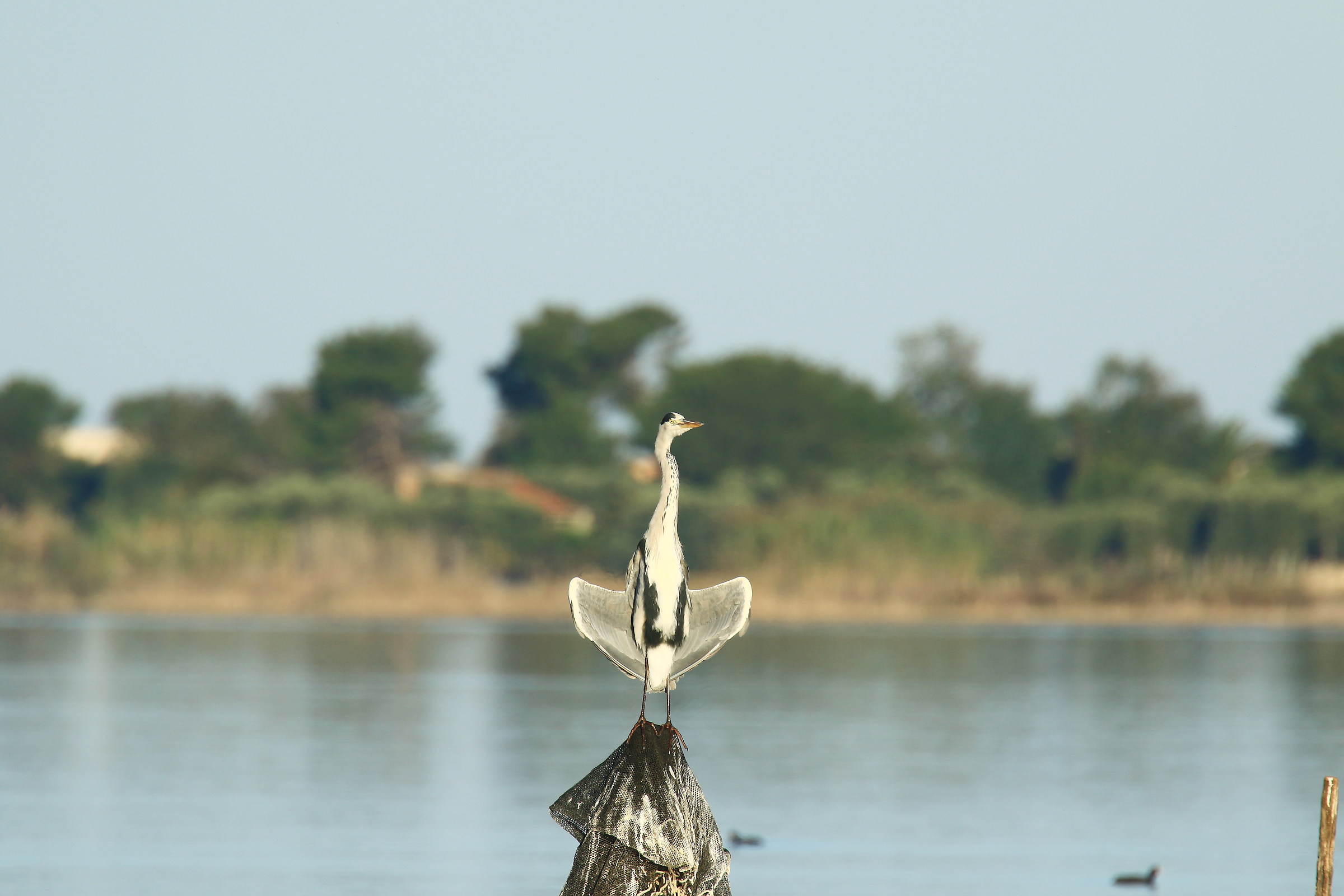 Airone Cinerino in posizione di Yoga