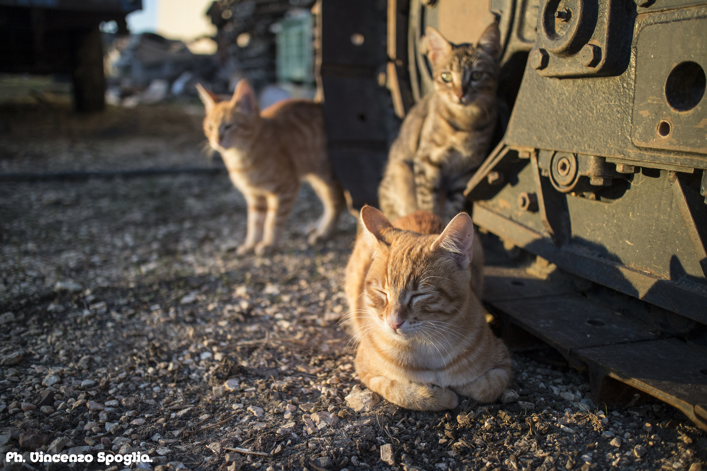 Kitty in a field of combat: D