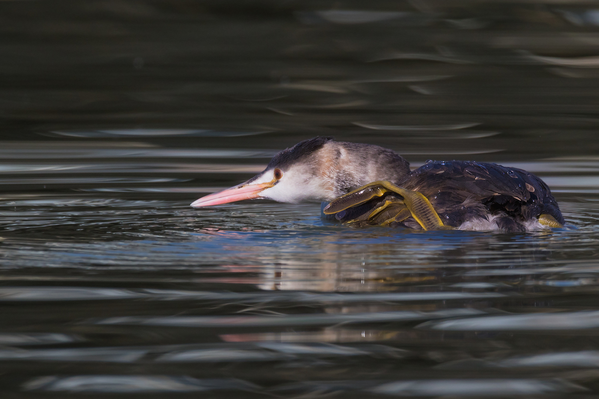 Great Crested Grebe young