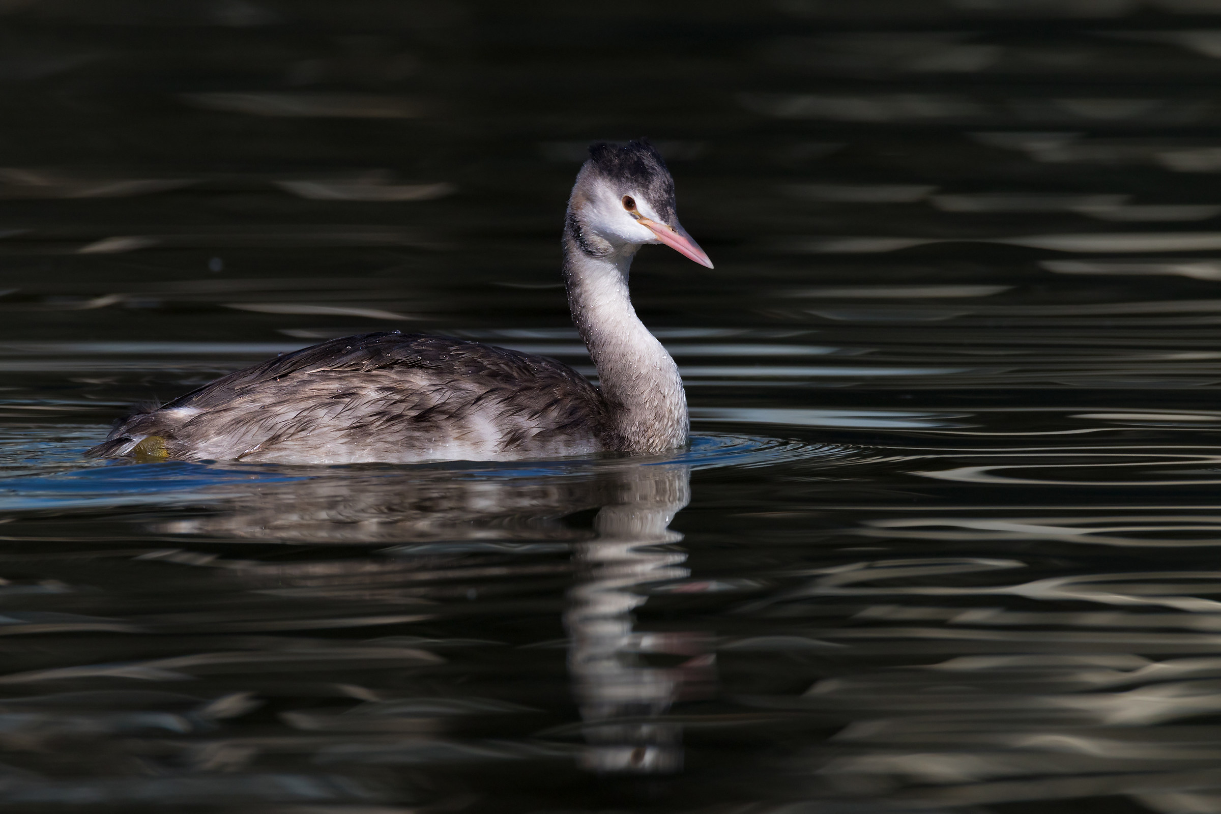 Great Crested Grebe young
