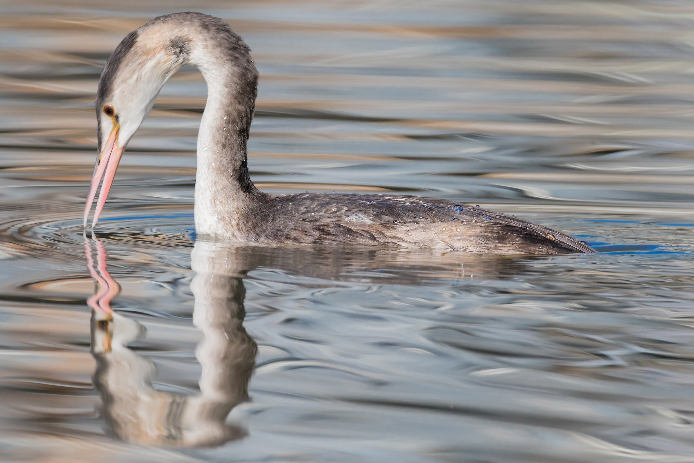 Great Crested Grebe young